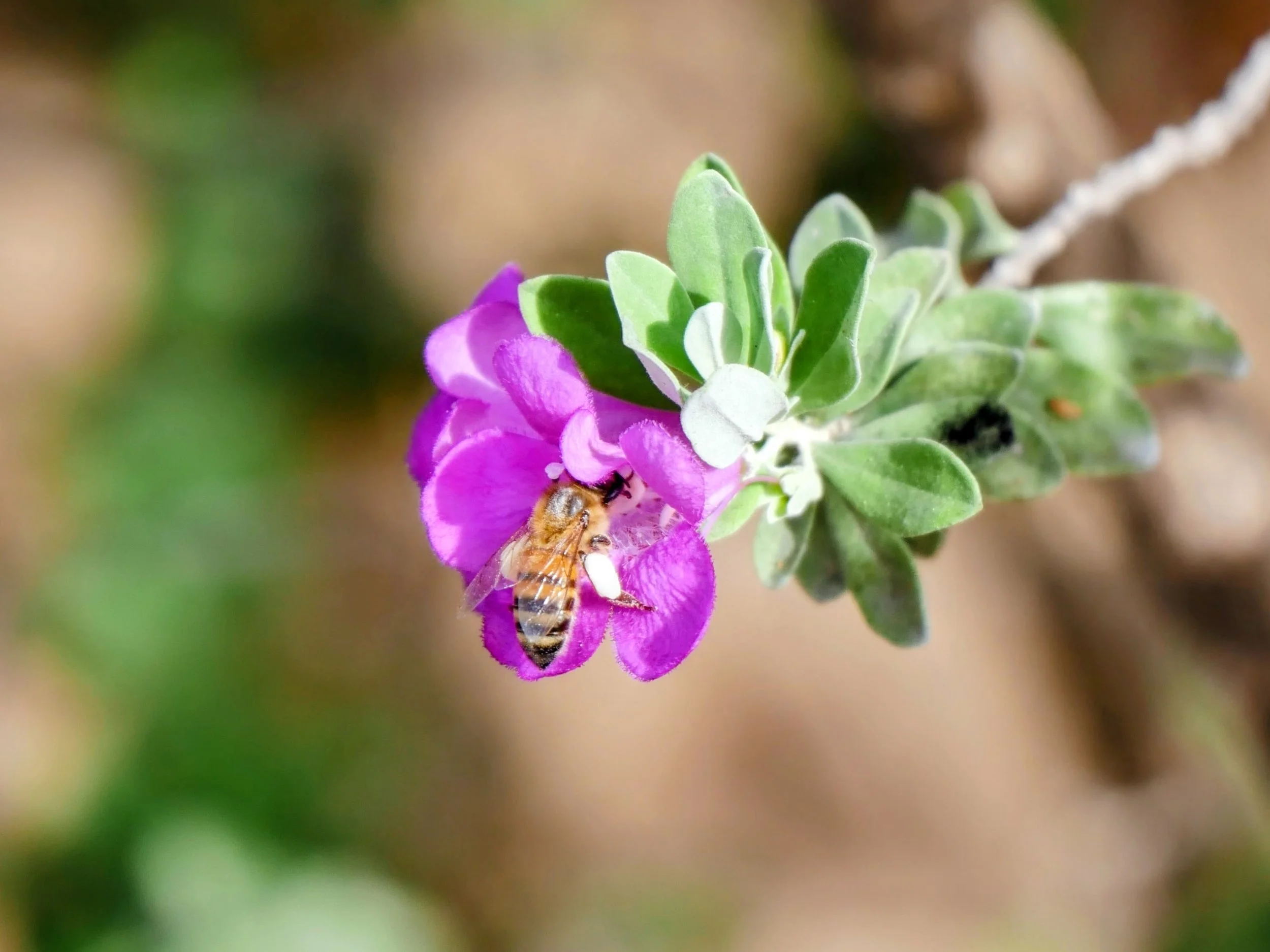 Close-up of a bee on a purple flower with green leaves, blurred background.