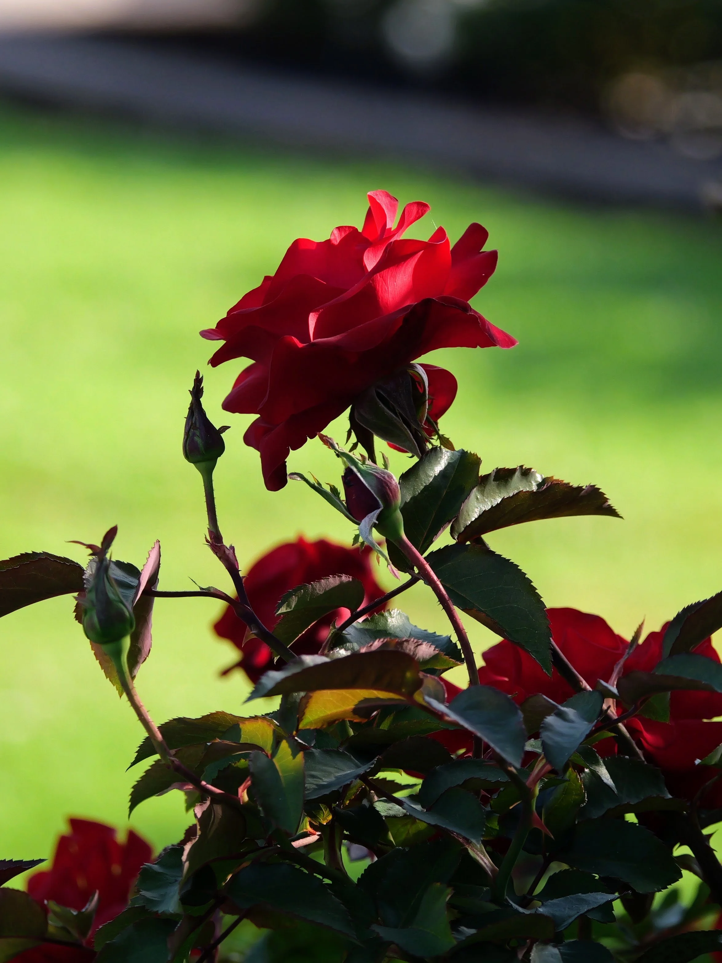 Close-up of a red rose in bloom with dark green leaves against a blurred green background.