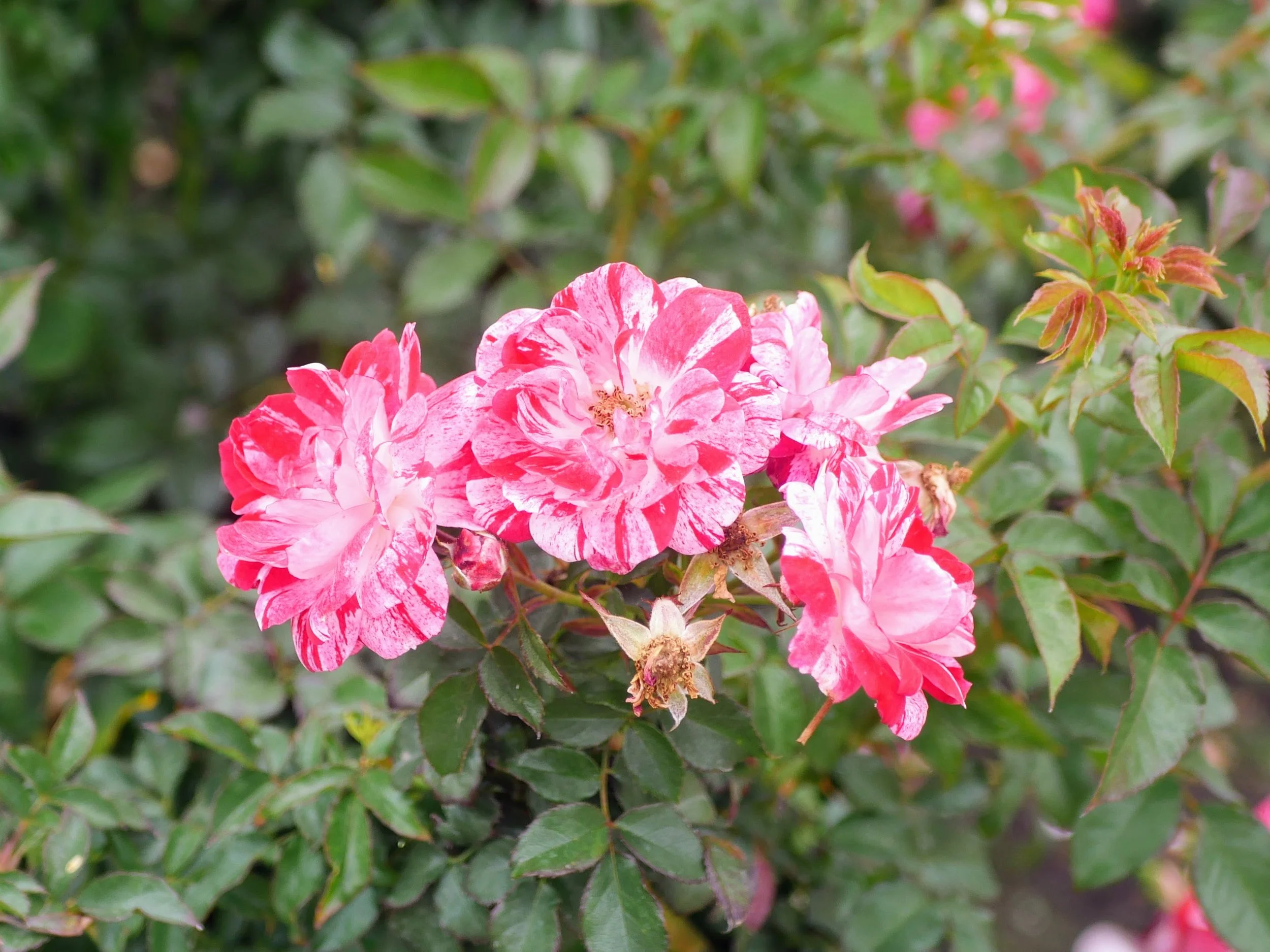 Pink and white variegated flowers on a green leafy bush.