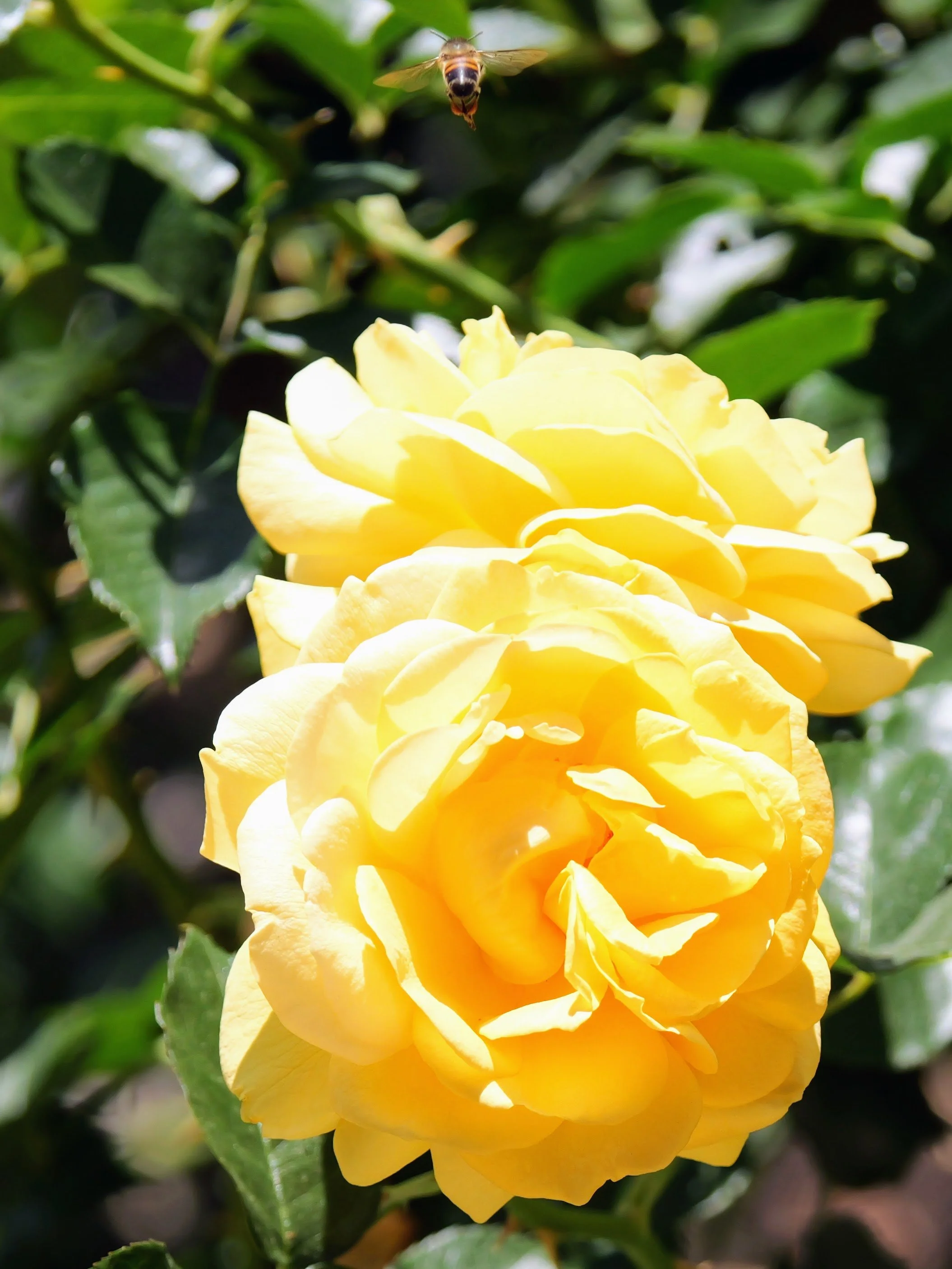 Close-up of a yellow rose with a bee flying above it in a garden setting with green leaves.
