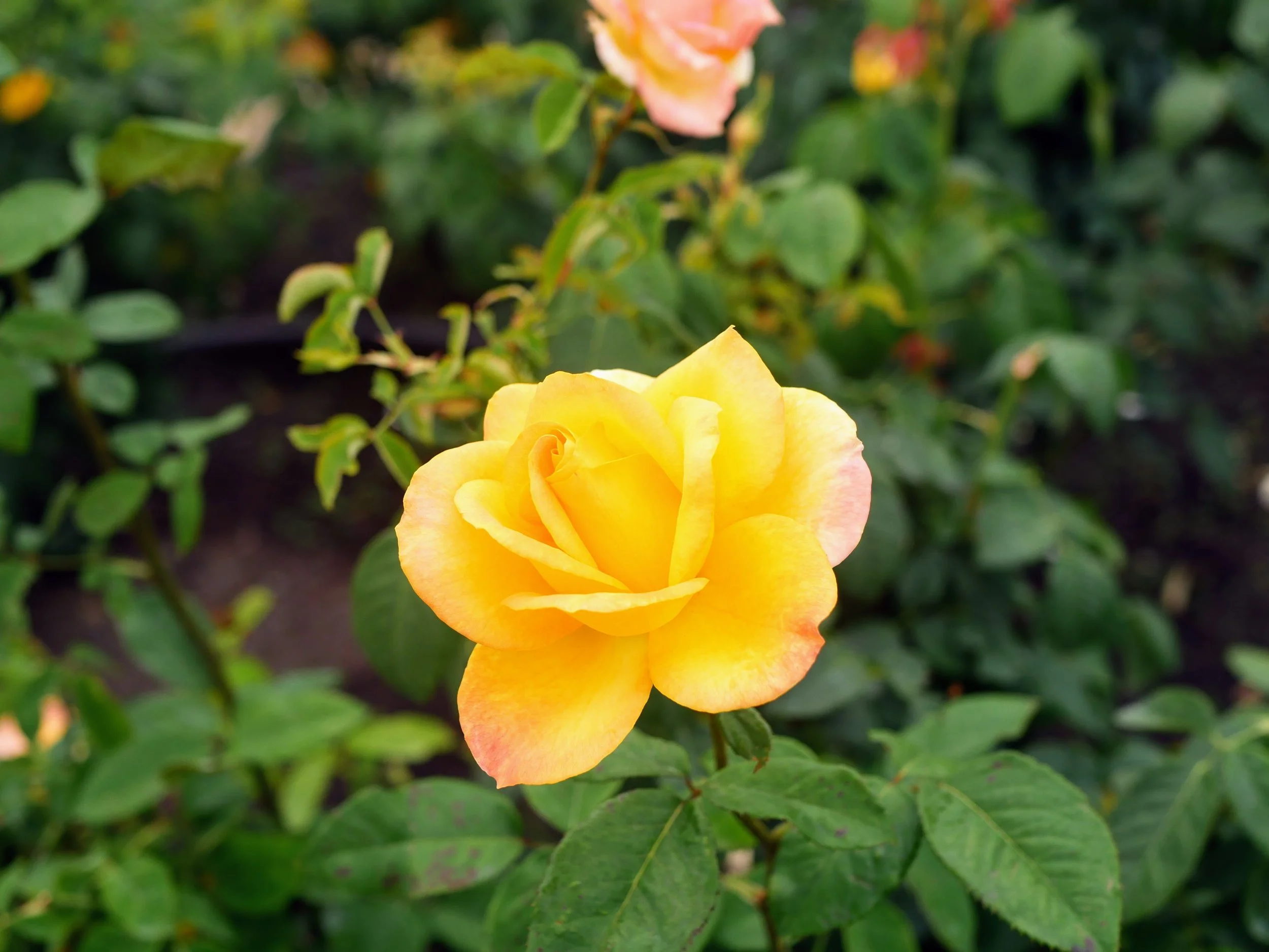 A vibrant yellow rose blooming among green leaves.
