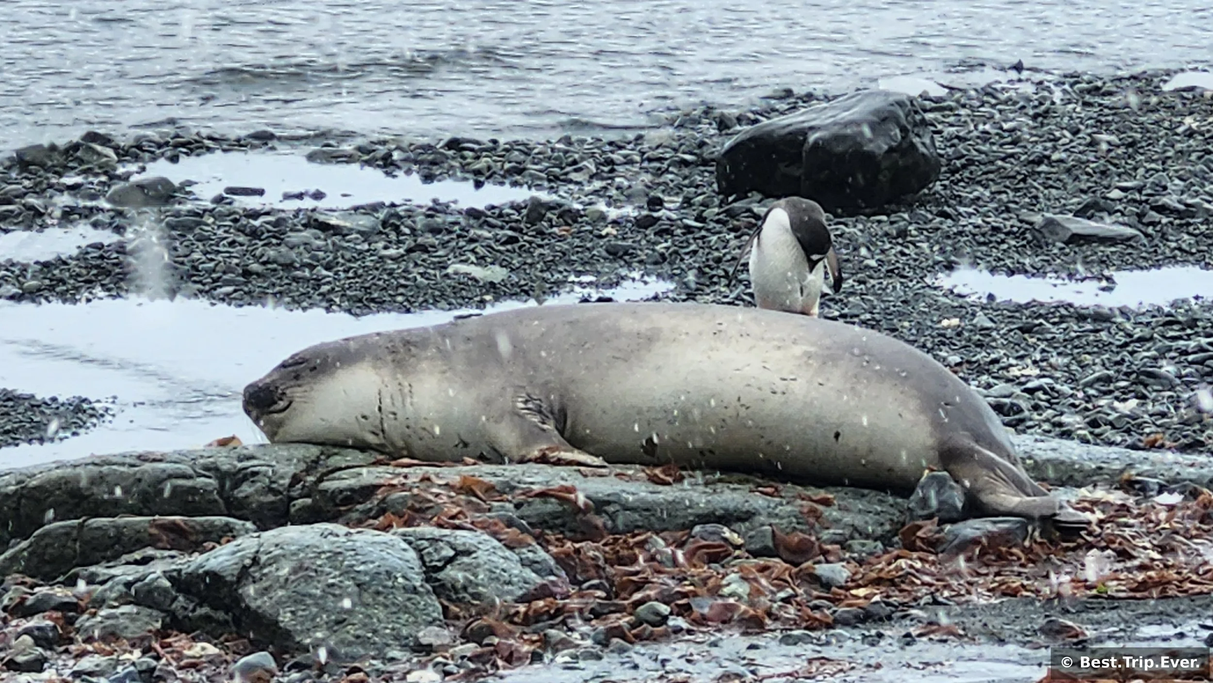 Elephant seal resting on rocks with a gentoo penguin standing nearby, Antarctica