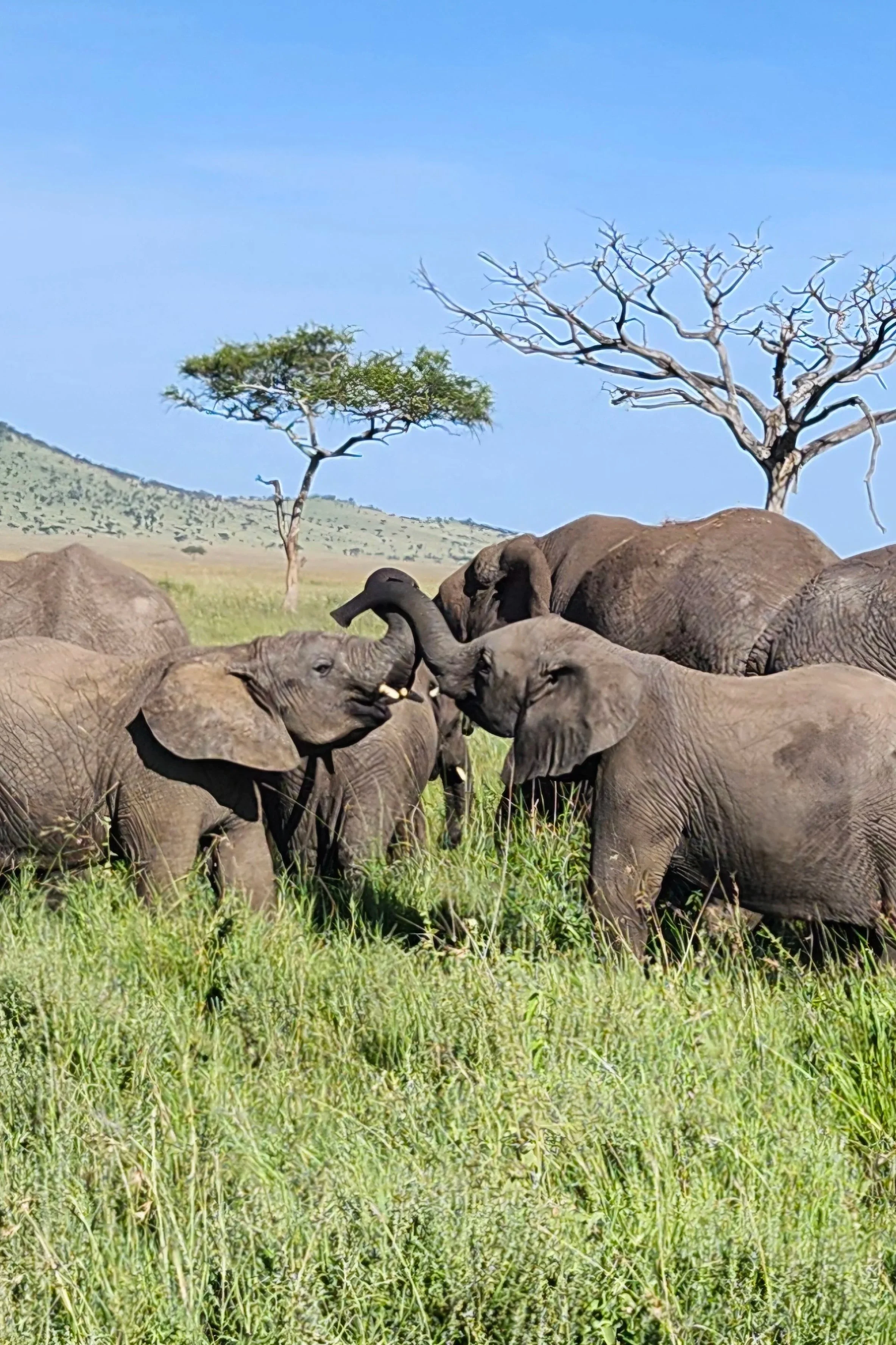 Serengeti - A story in pictures