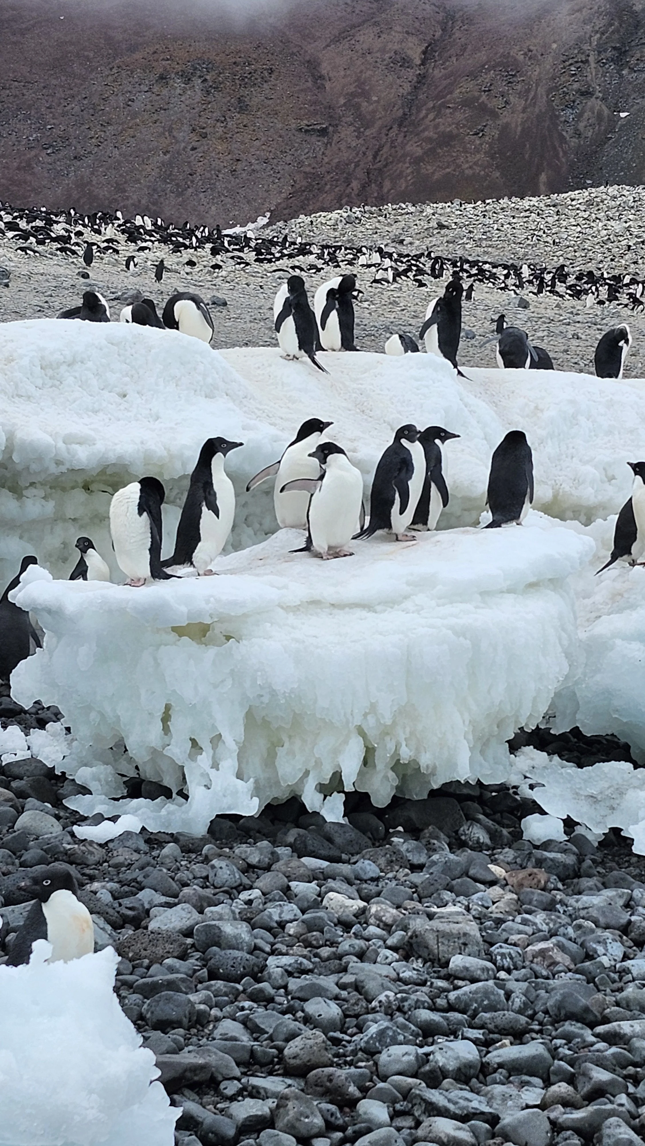 How to Choose Your Antarctica Expedition