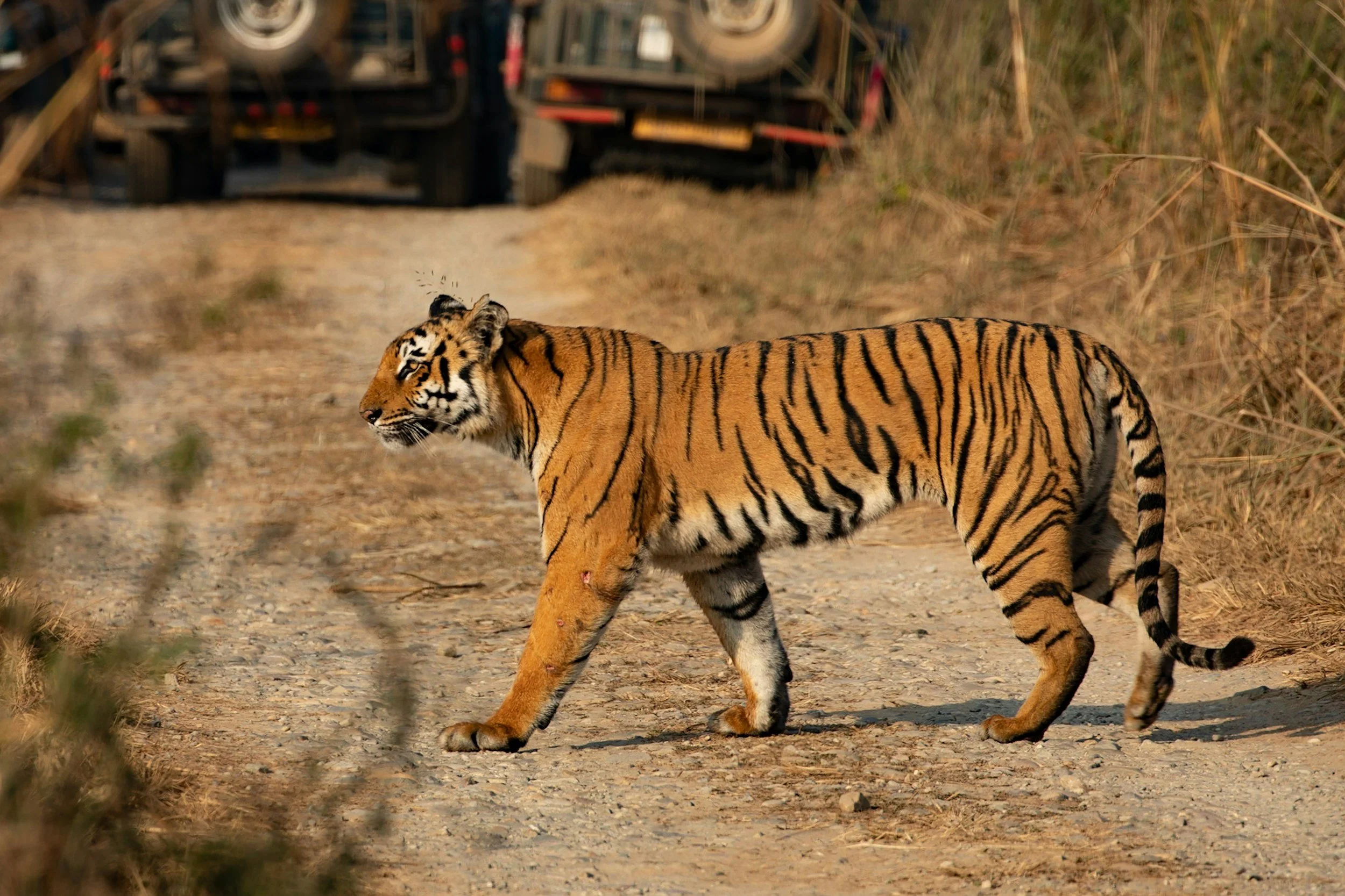 Tiger in Ranthambore India