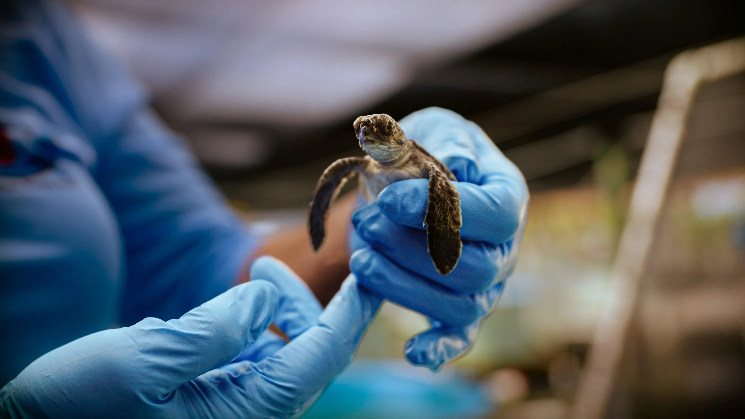 Conservation worker examining a baby sea turtle hatchling