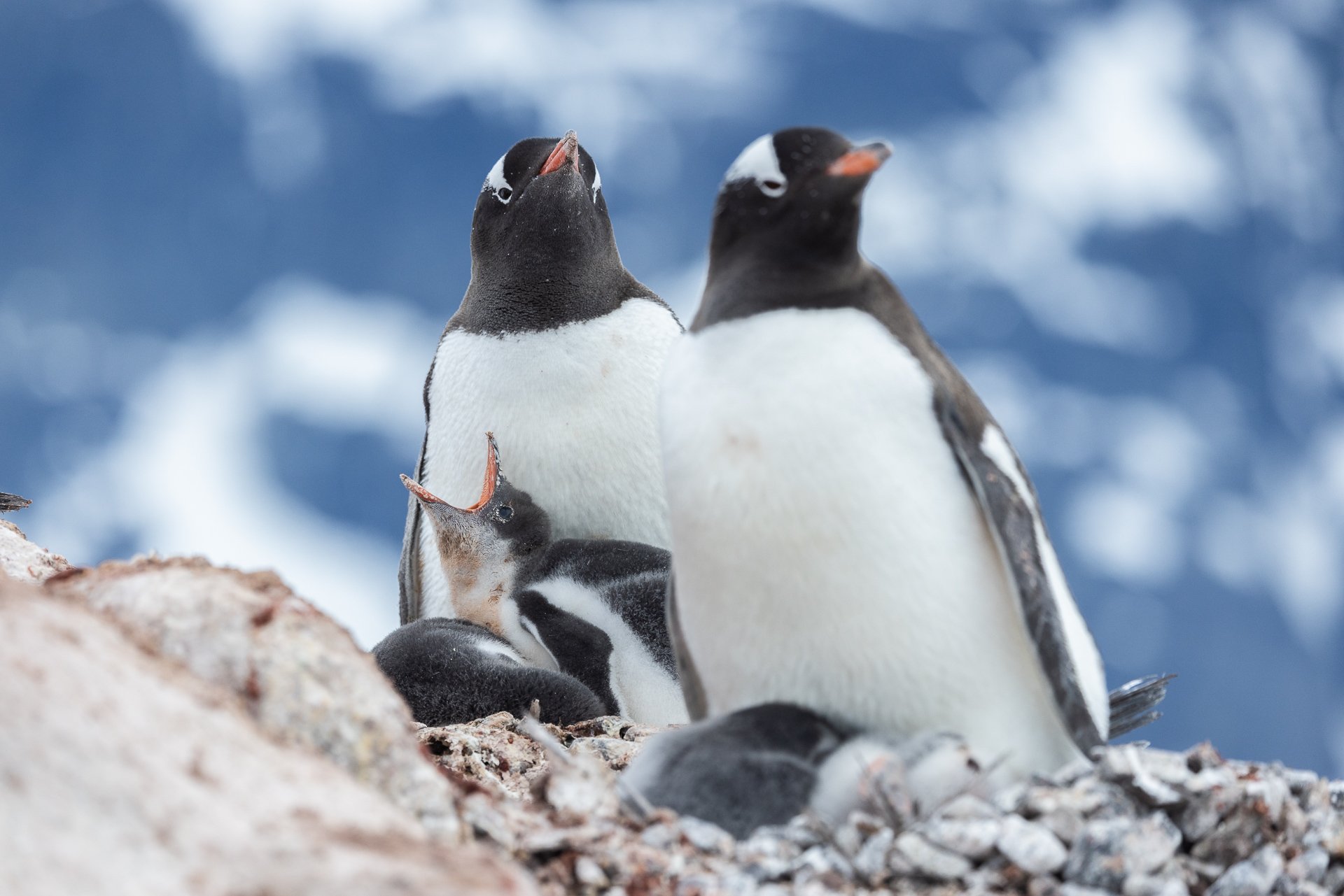 A penguin family in Antarctica