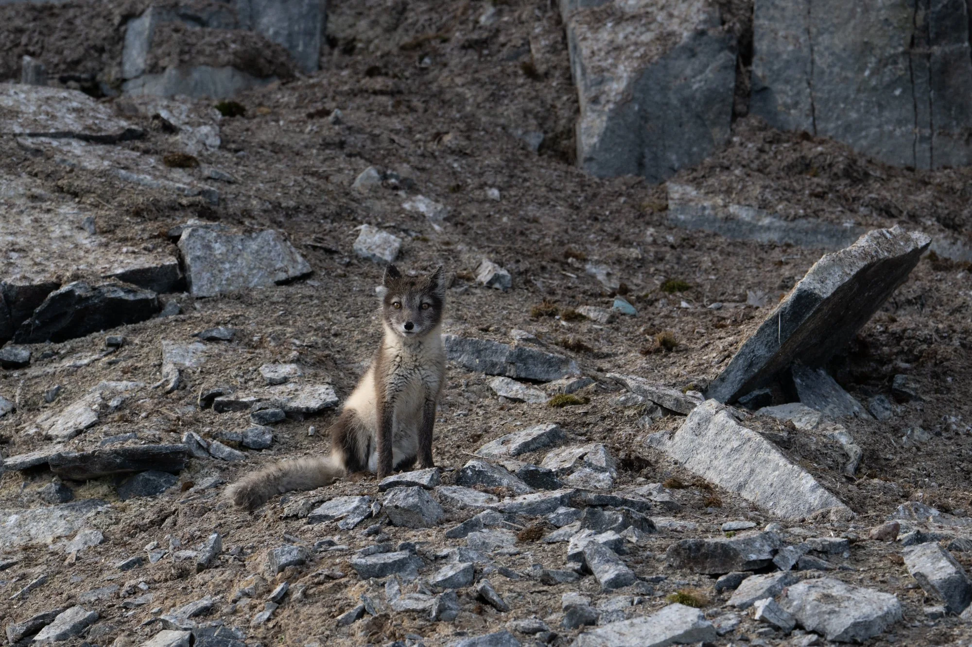 An Arctic fox in Svalbard