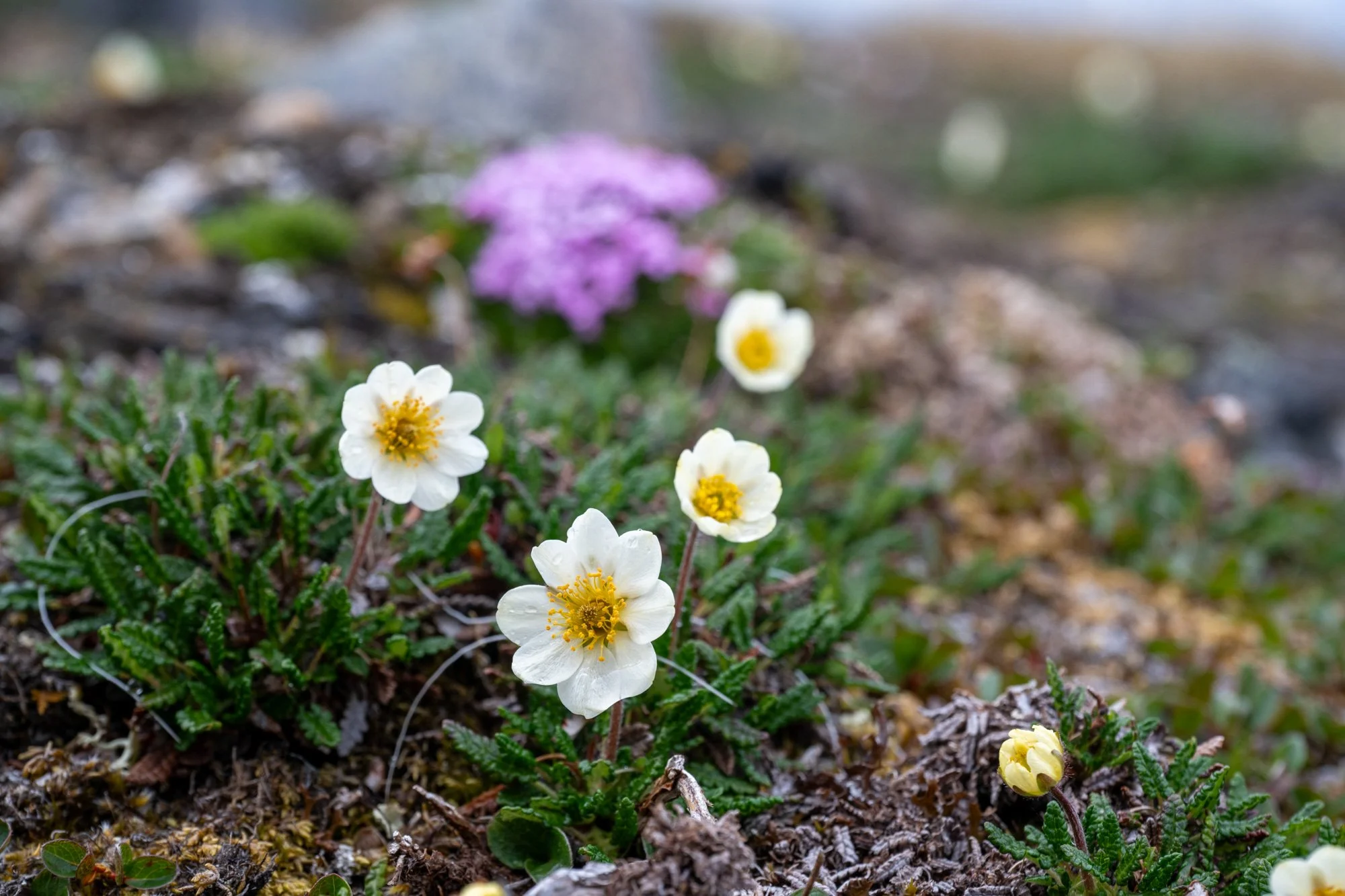 Flowers in the Arctic