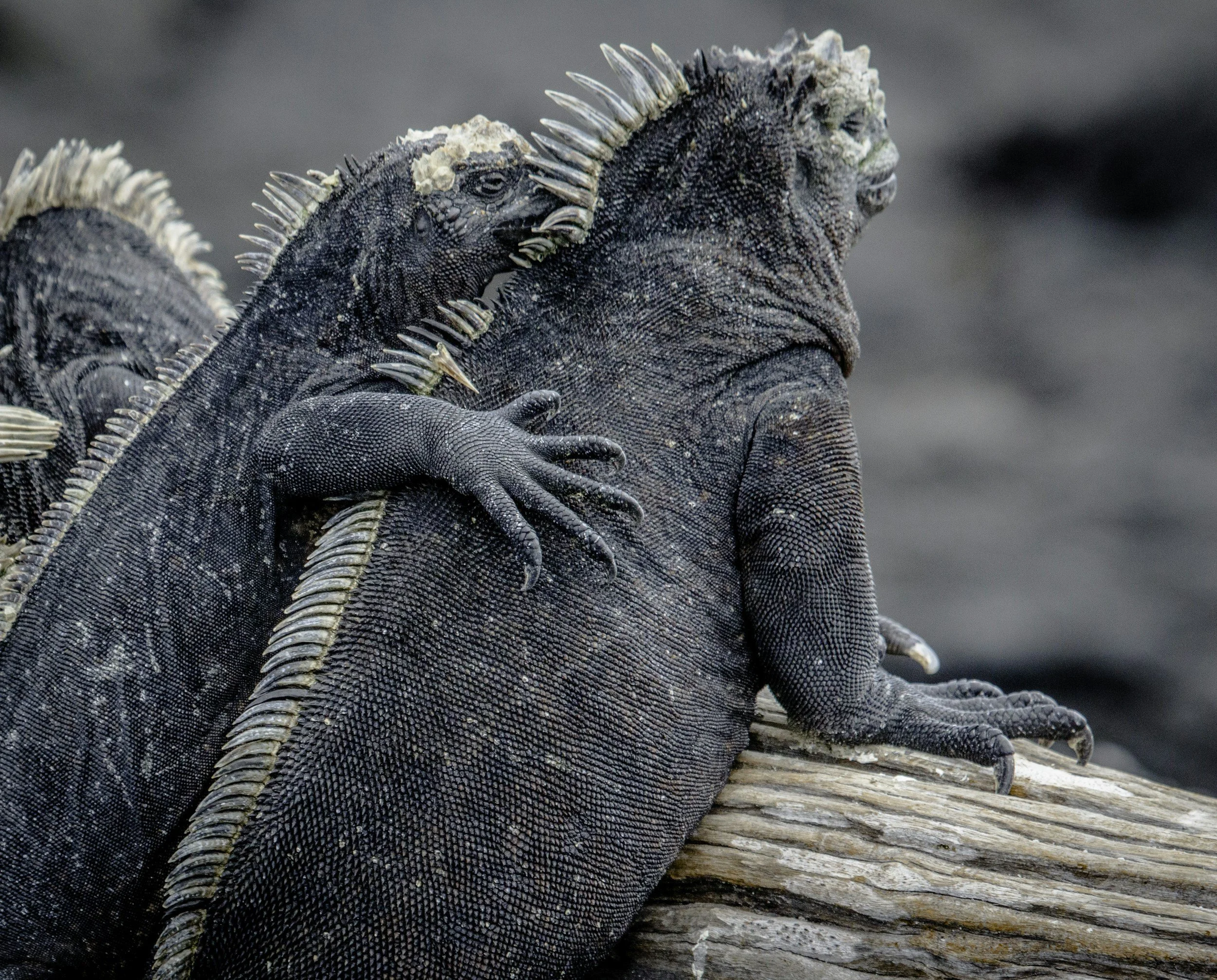 Galápagos Cruise vs Land-Based: Which Is Right for You?