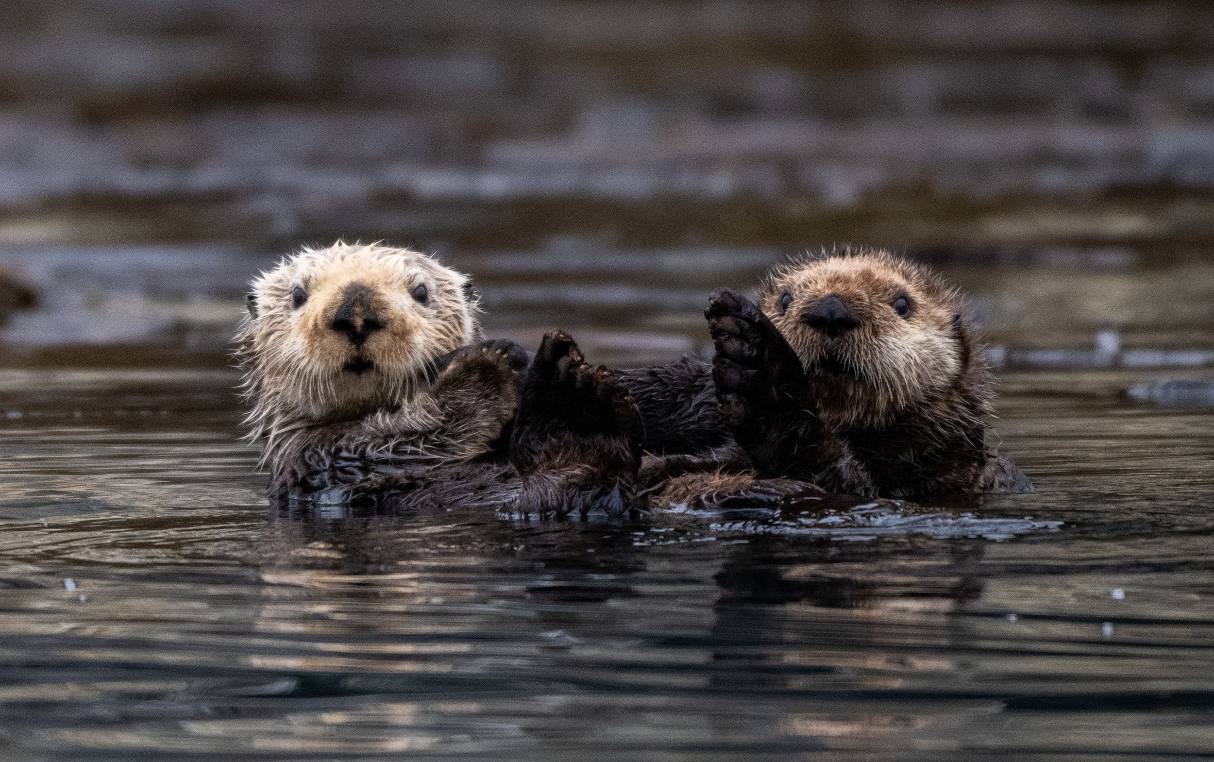 Sea Otters in South East Alaska