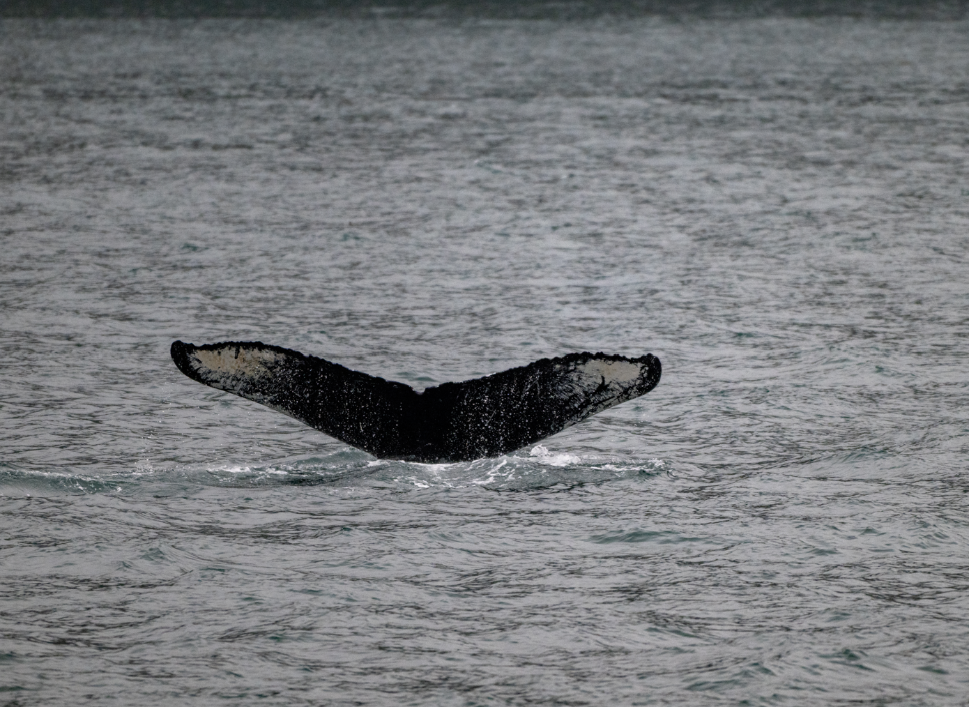 humpback.png