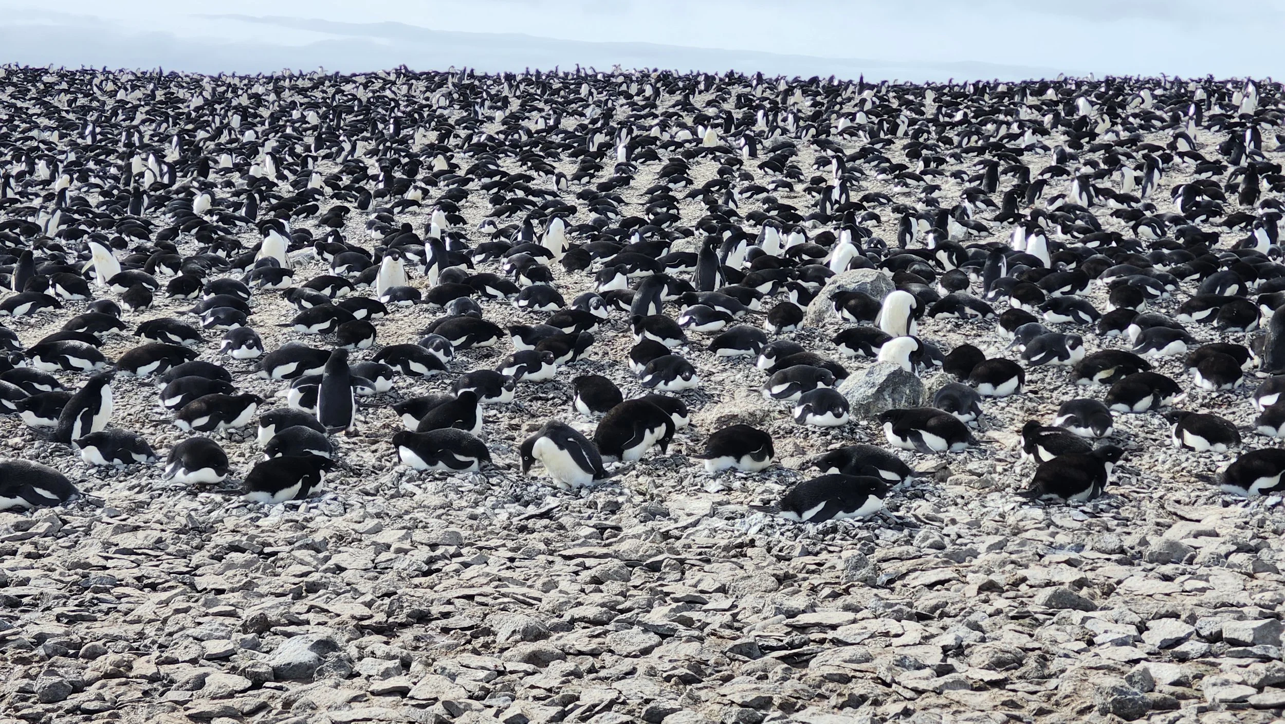 A million pairs of Adelie penguins, during nesting season!