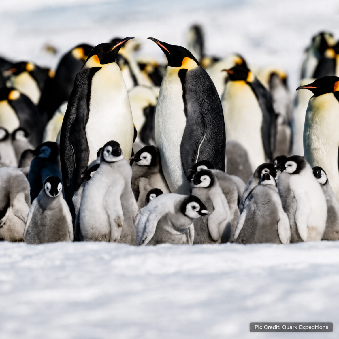 Snow Hill Island’s emperor penguin colony