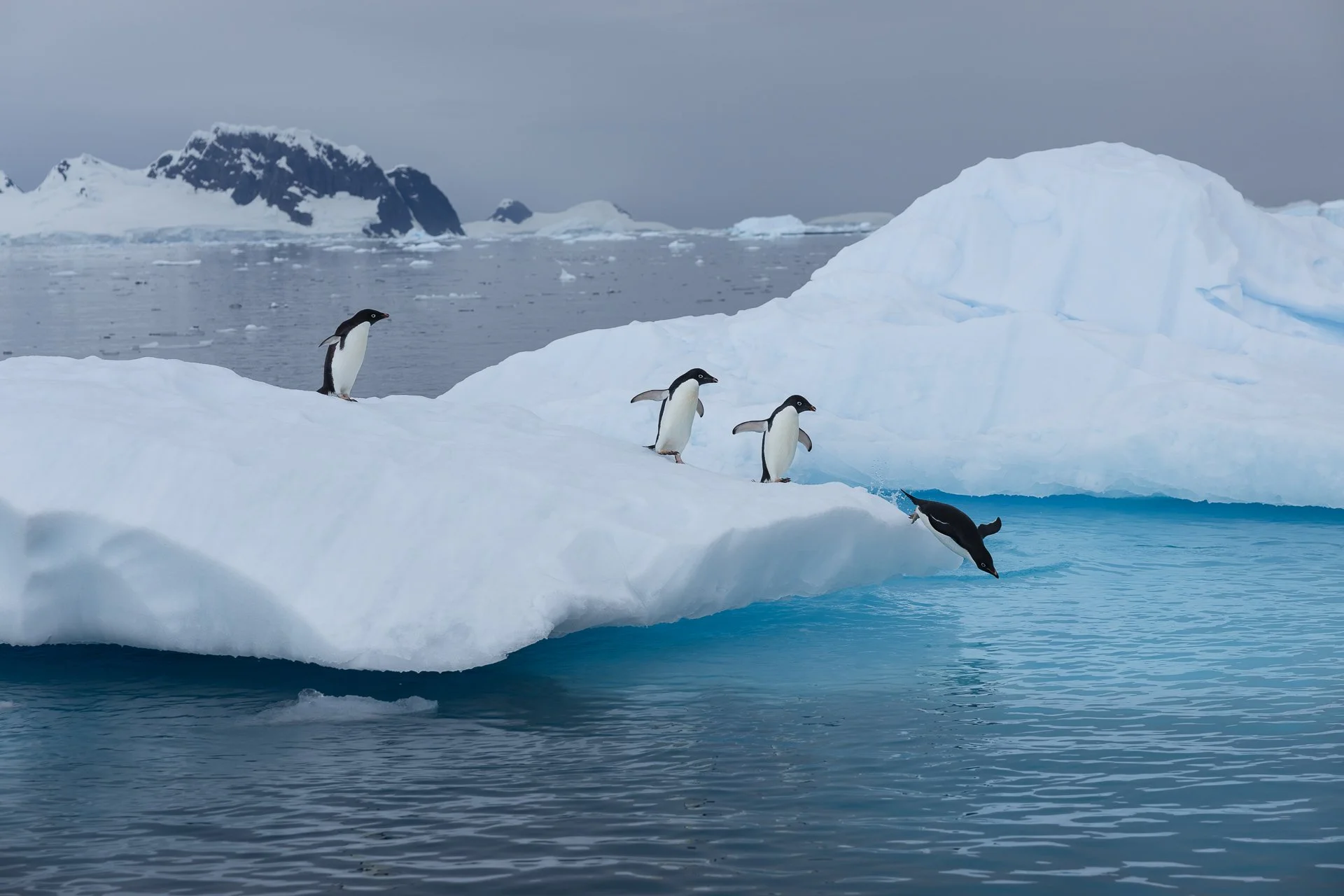 Four penguins on mountains and glaciers in Antarctica.