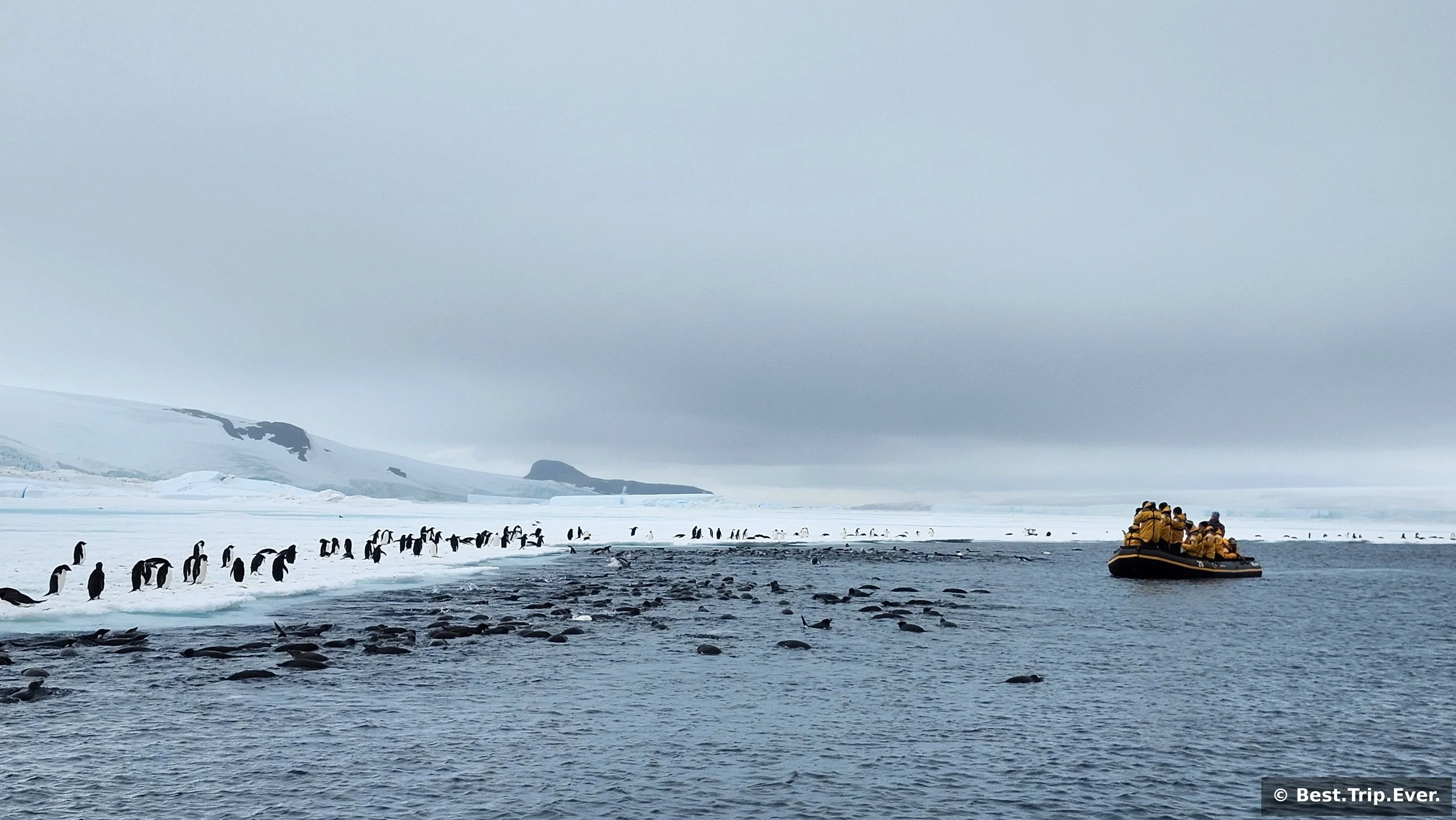 Zodiac boat with passengers approaching a large group of penguins swimming and standing on the shore in Antarctica