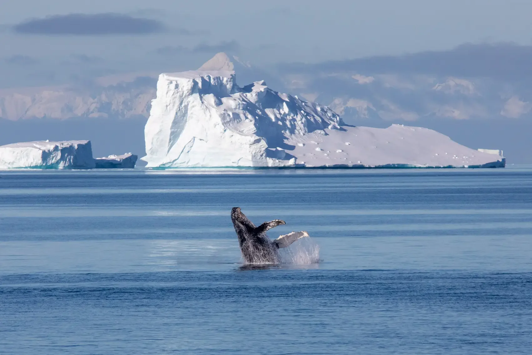 A whale breaching in Antarctica