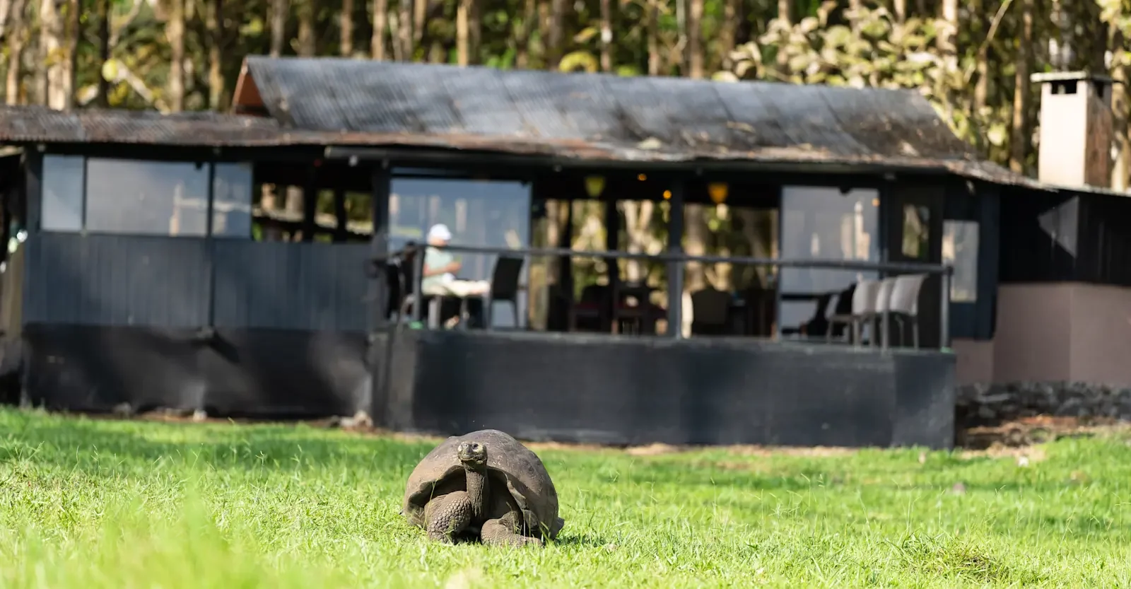 Natural Habitat's Tortoise Camp at Santa Cruz