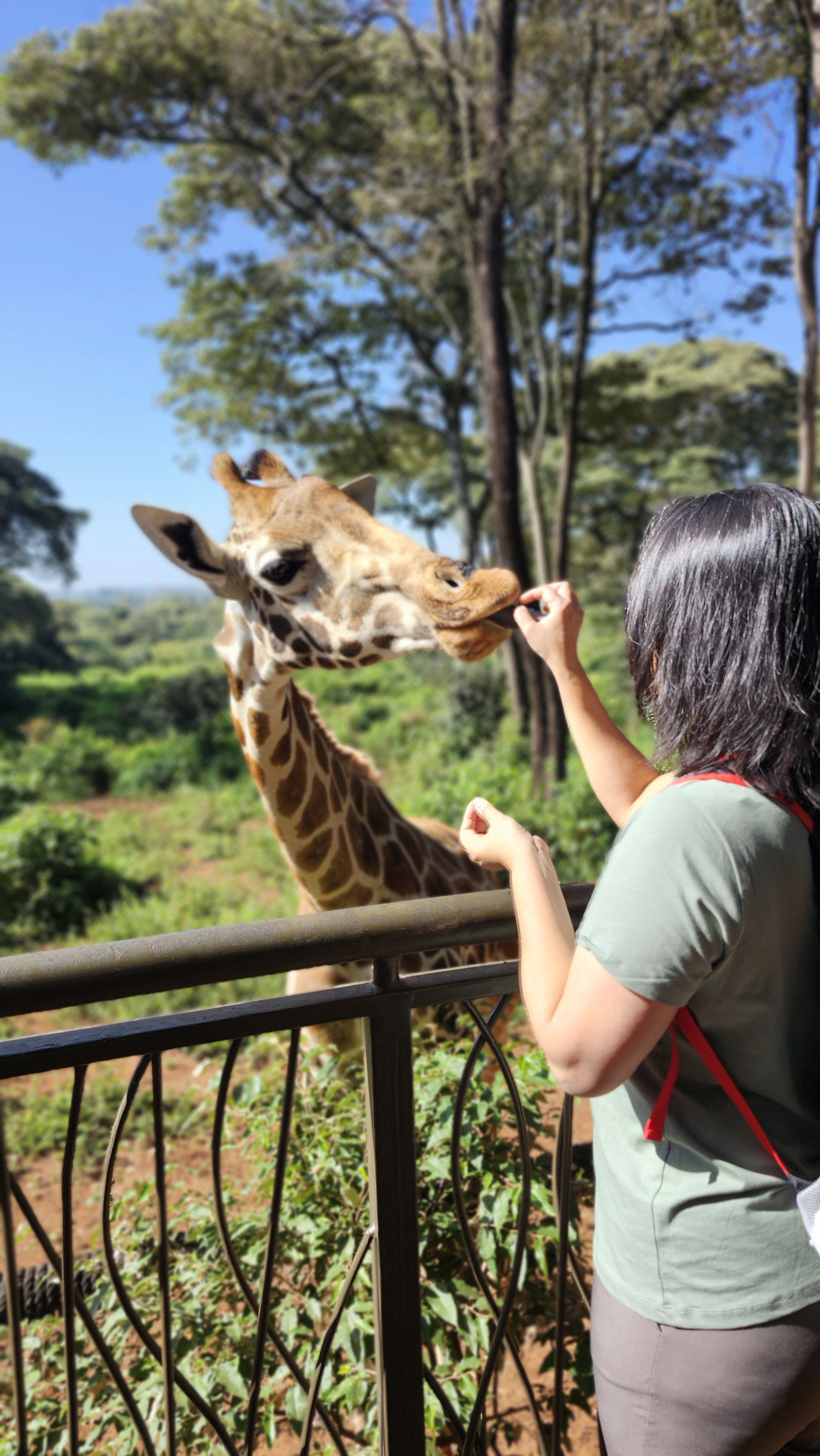 A woman feeding a giraffe at a zoo or wildlife park with trees and greenery in the background.
