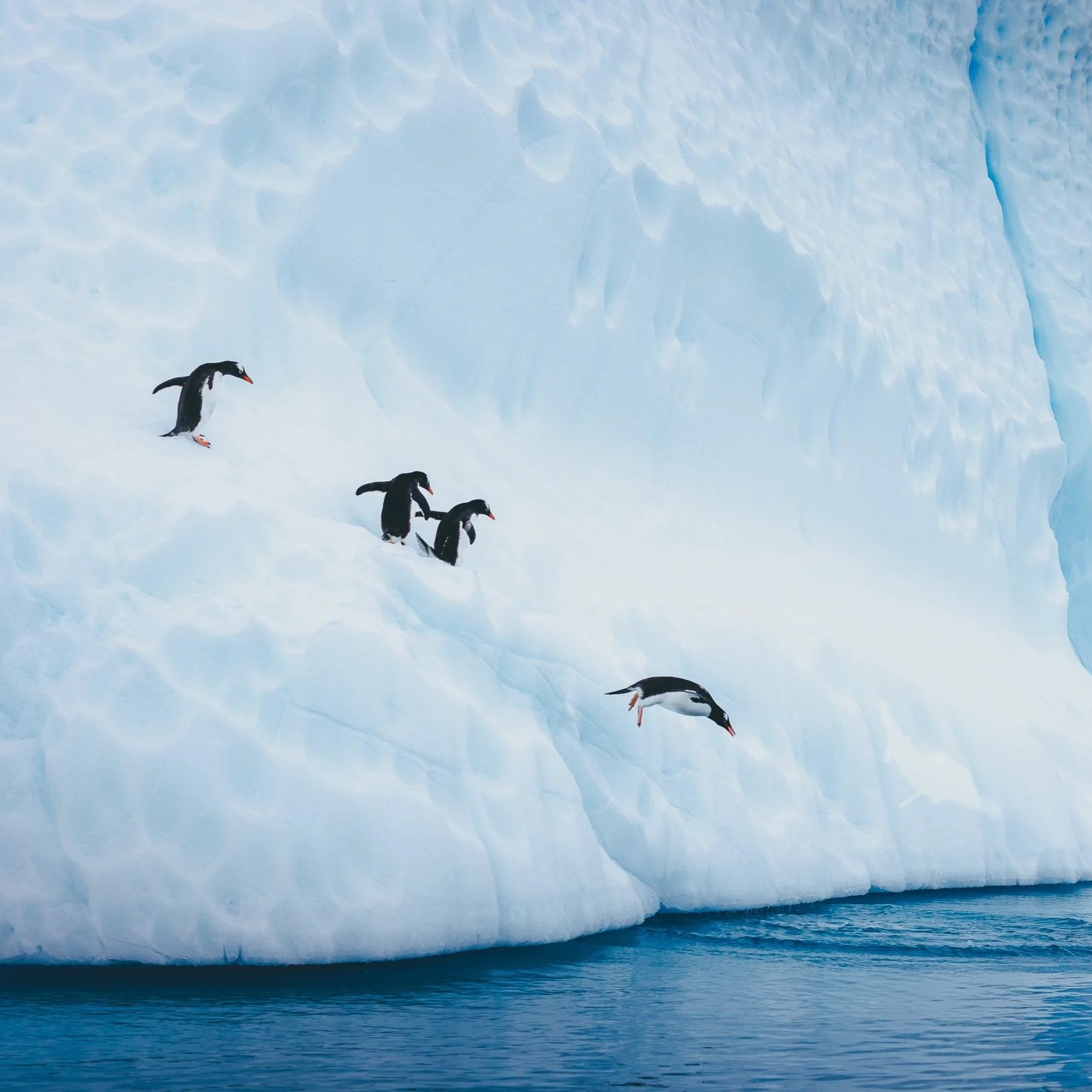 Playful Gentoo penguins amidst pristine icebergs in Antarctic Peninsula