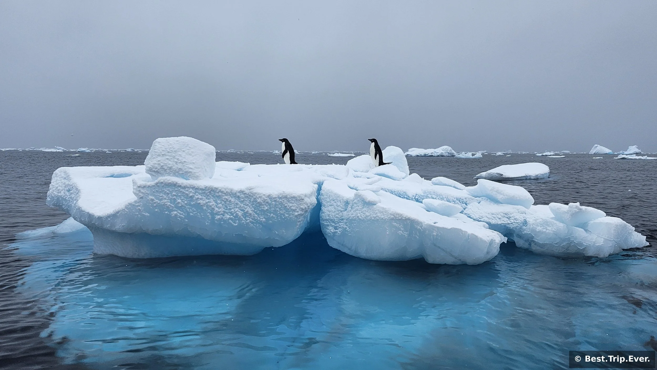 Adelie penguins standing on an iceberg in Antarctica