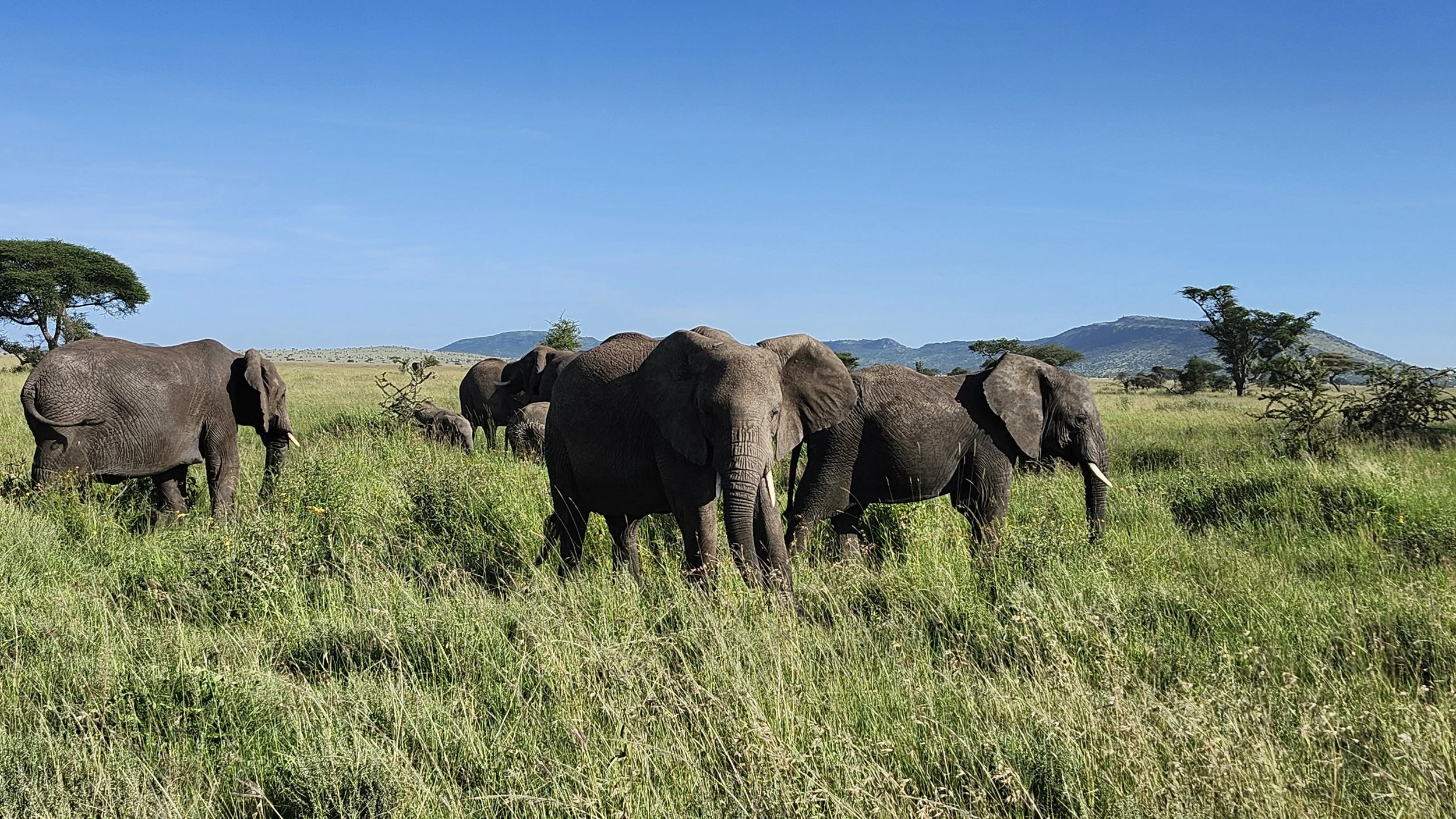 Elephants in Serengeti Tanzania