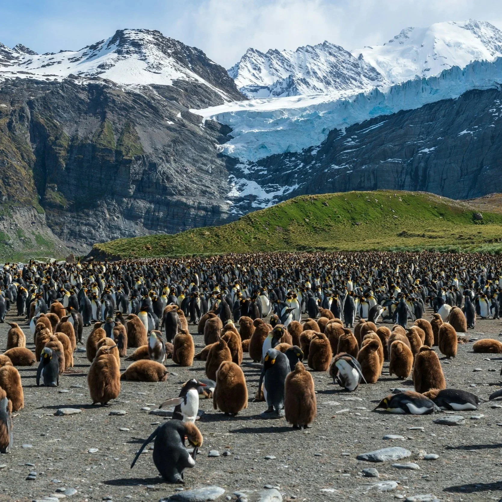 King Penguins Colony in South Georgia