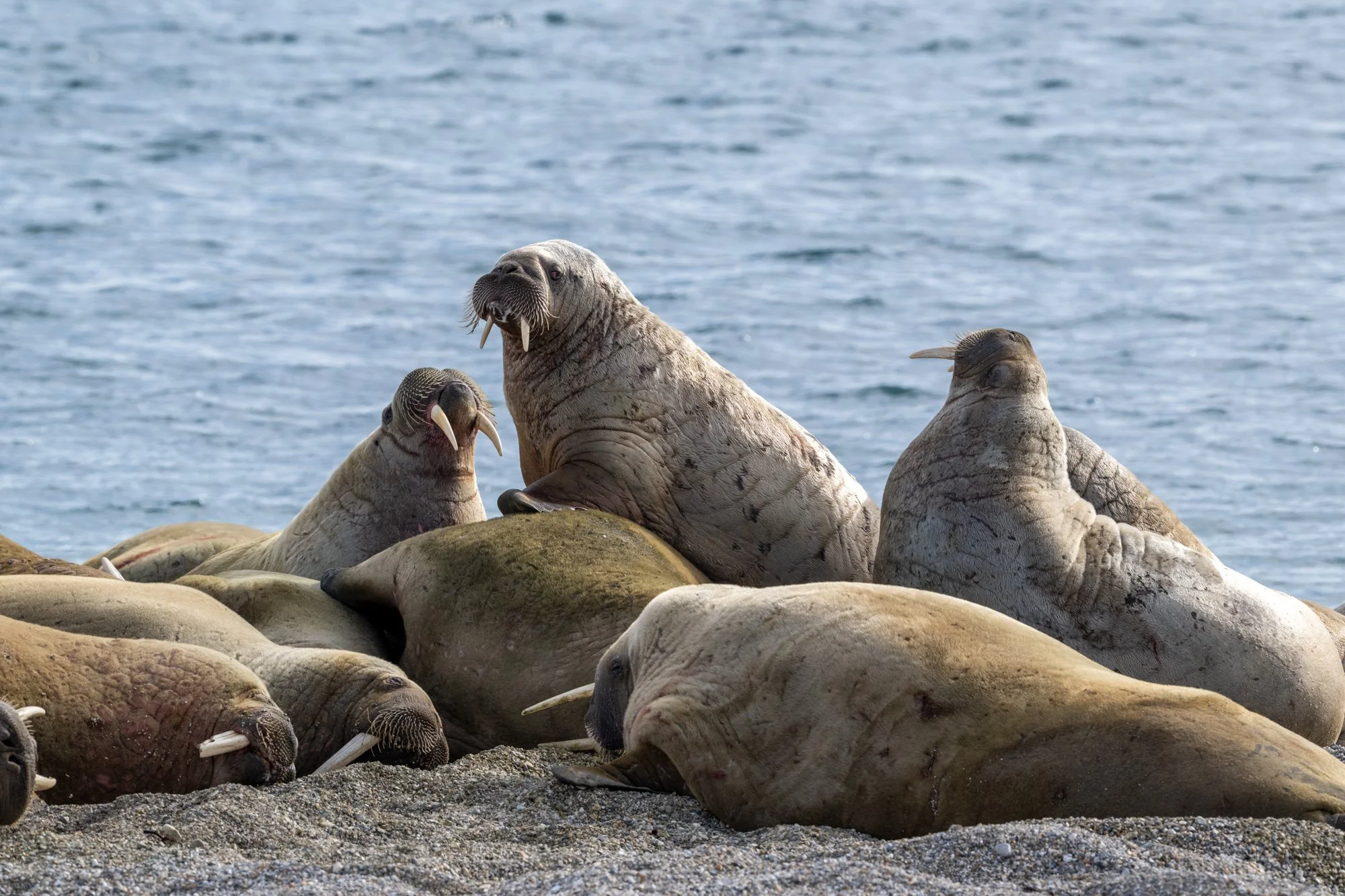 Walruses in Svalbard