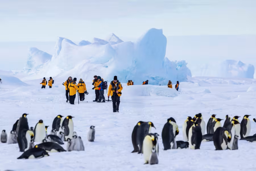 Quark travelers exploring Experor penguin colony in Snow Hill