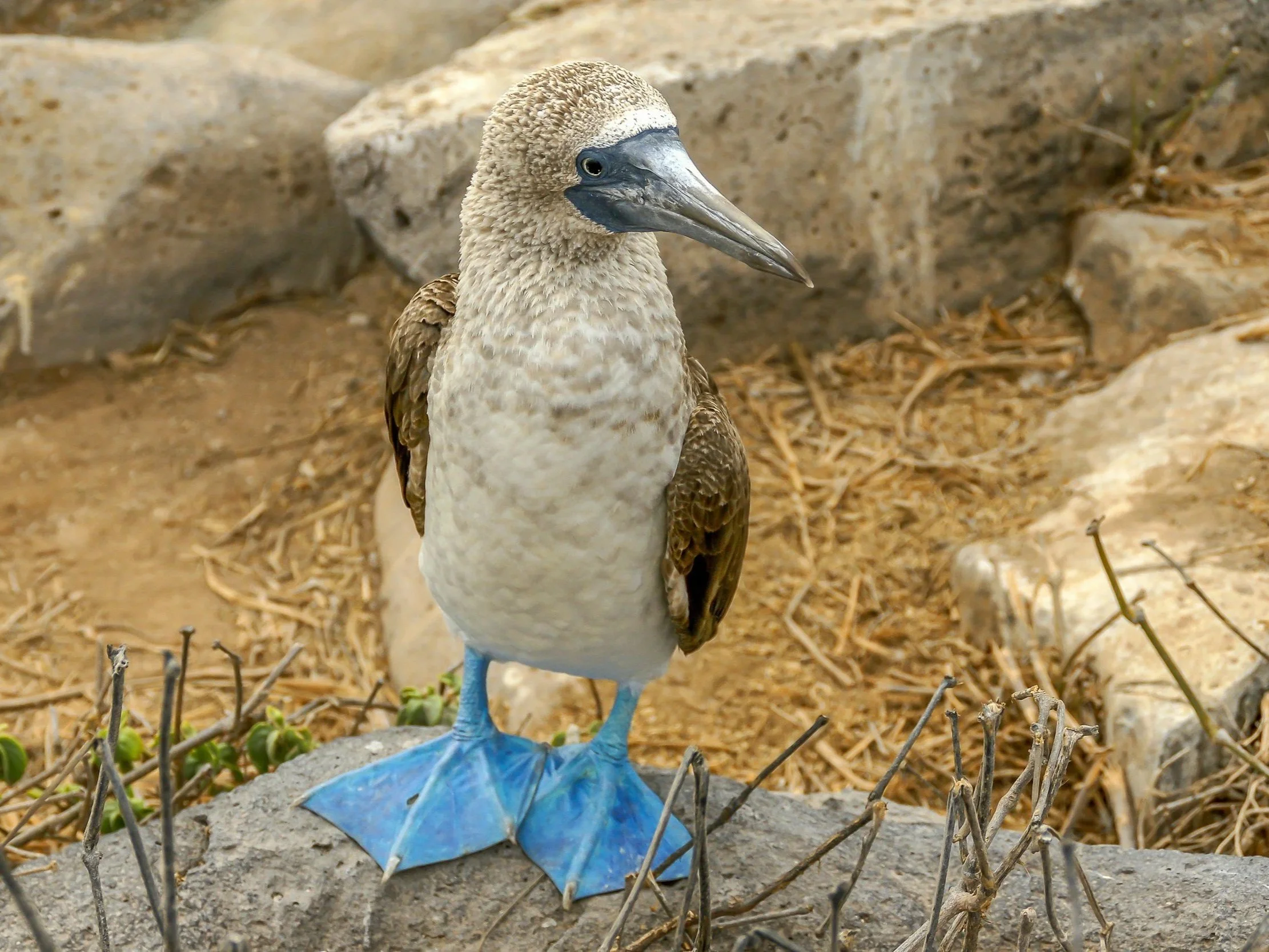 Blue-footed booby in the Galápagos Islands