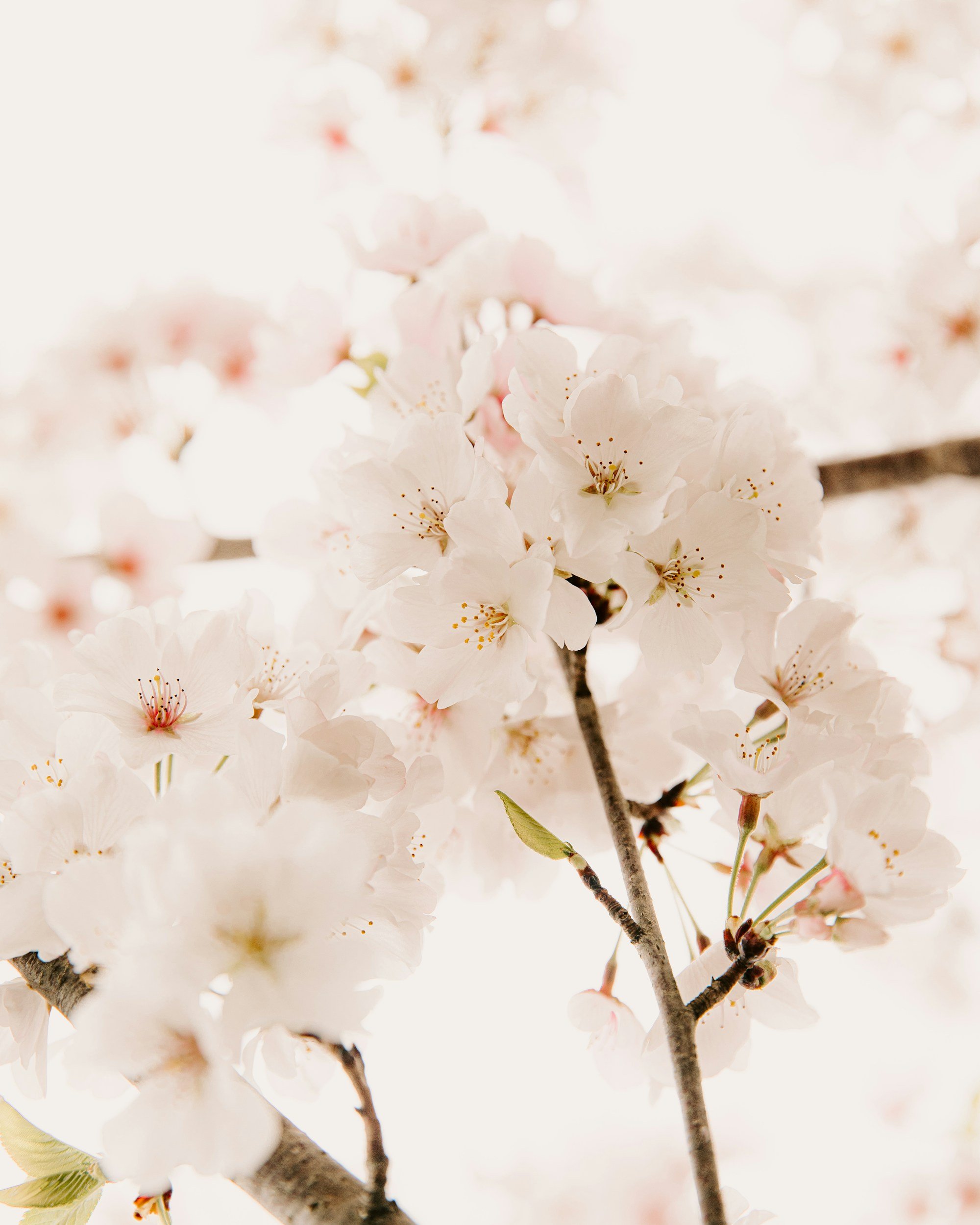 What does it really mean to flourish?