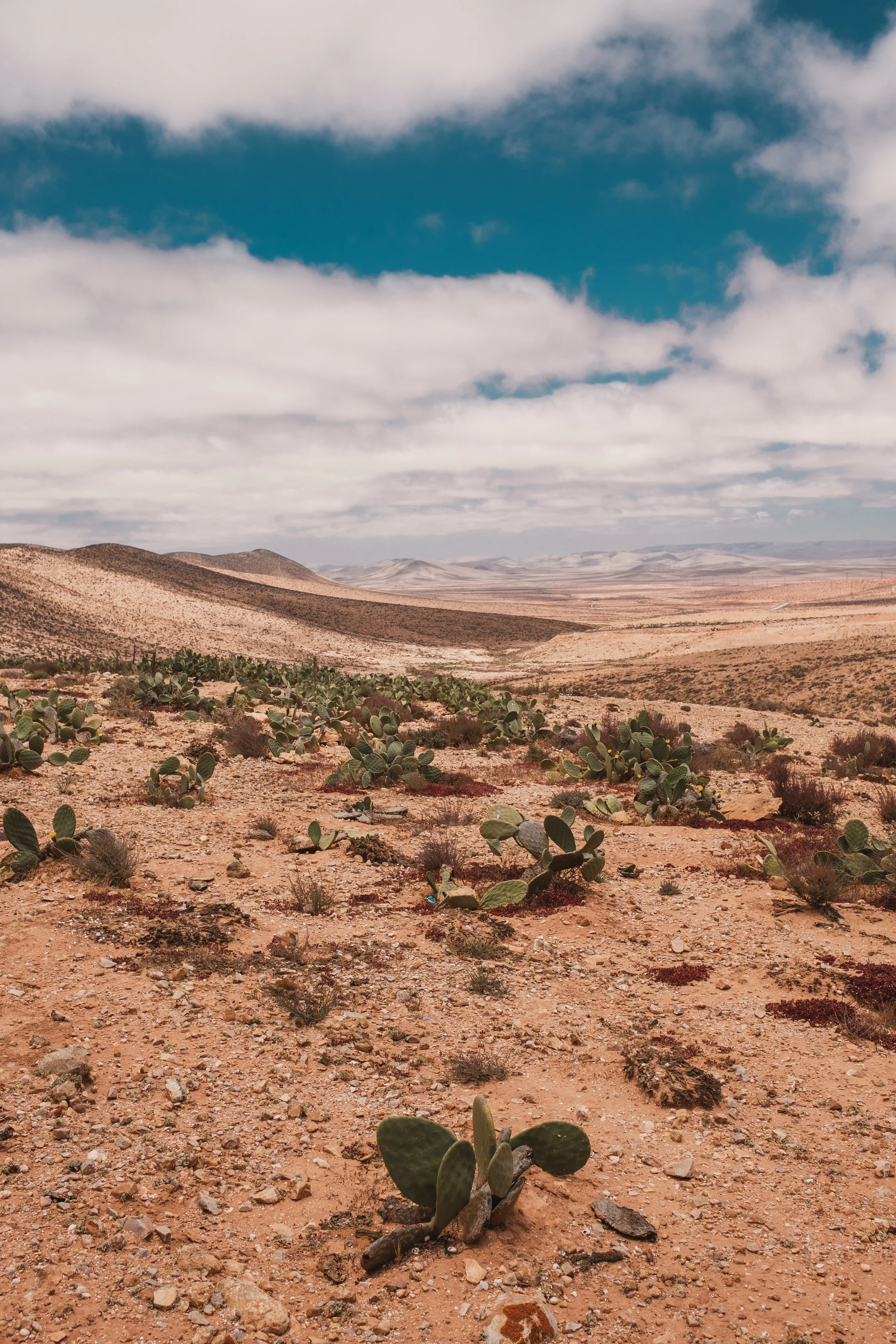 Desert landscape with scattered cactus plants, distant hills, and a partly cloudy sky.