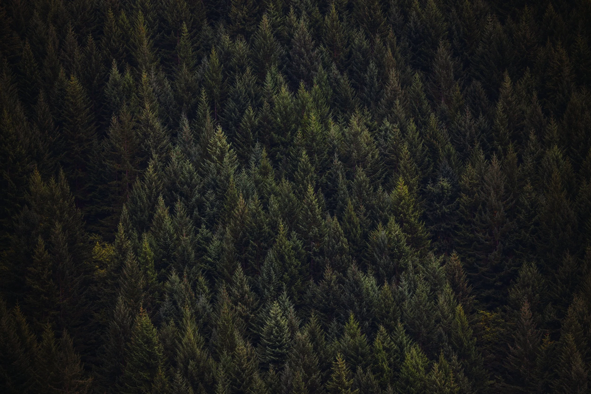 _R5C5496-2.jpg