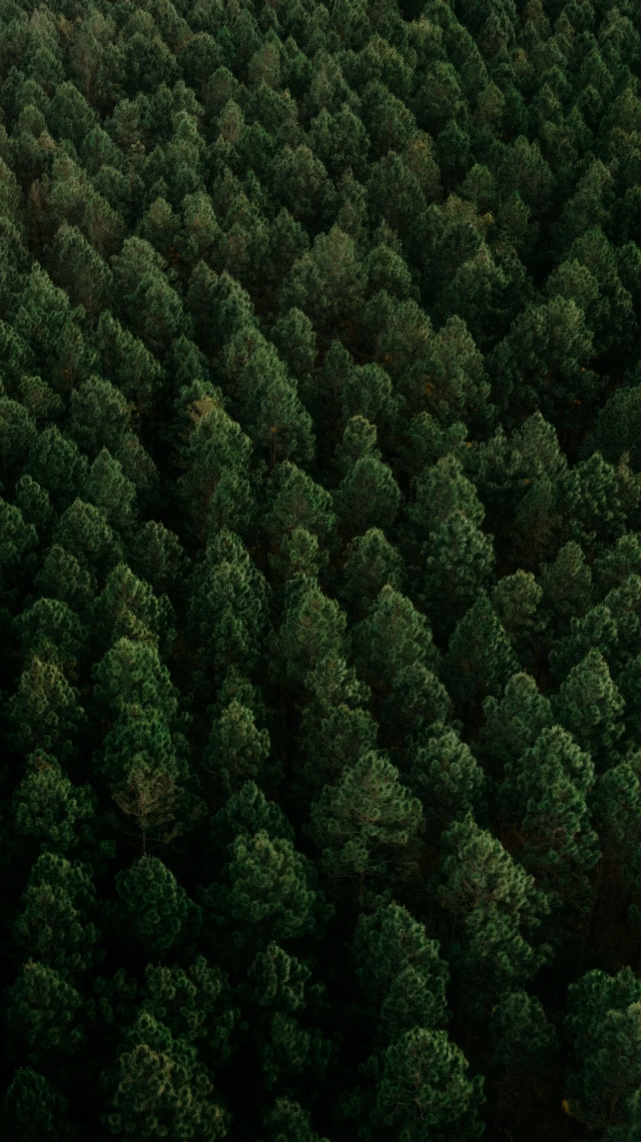 Aerial view of a dense forest with numerous green pine trees.