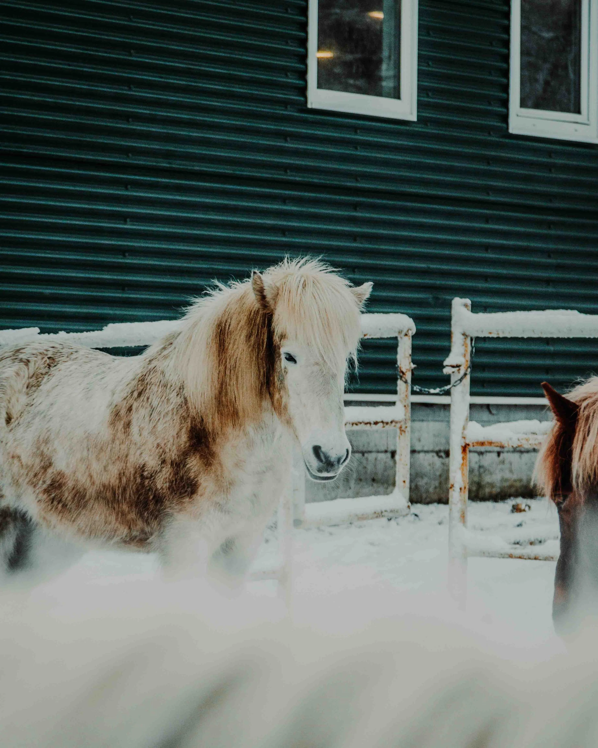 Two horses standing outside in snow, with a dark building and windows in the background.