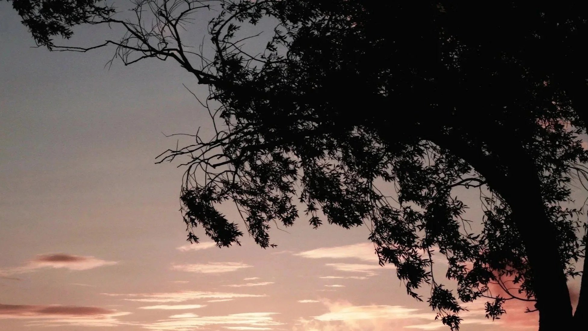 A silhouette of a large tree with detailed leaves and branches against a sunset sky with soft pink and purple clouds.