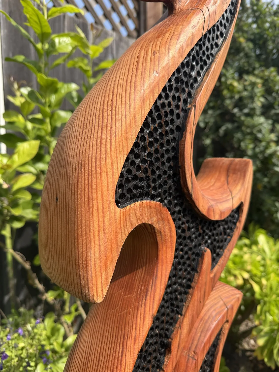 Wood Hook Coral