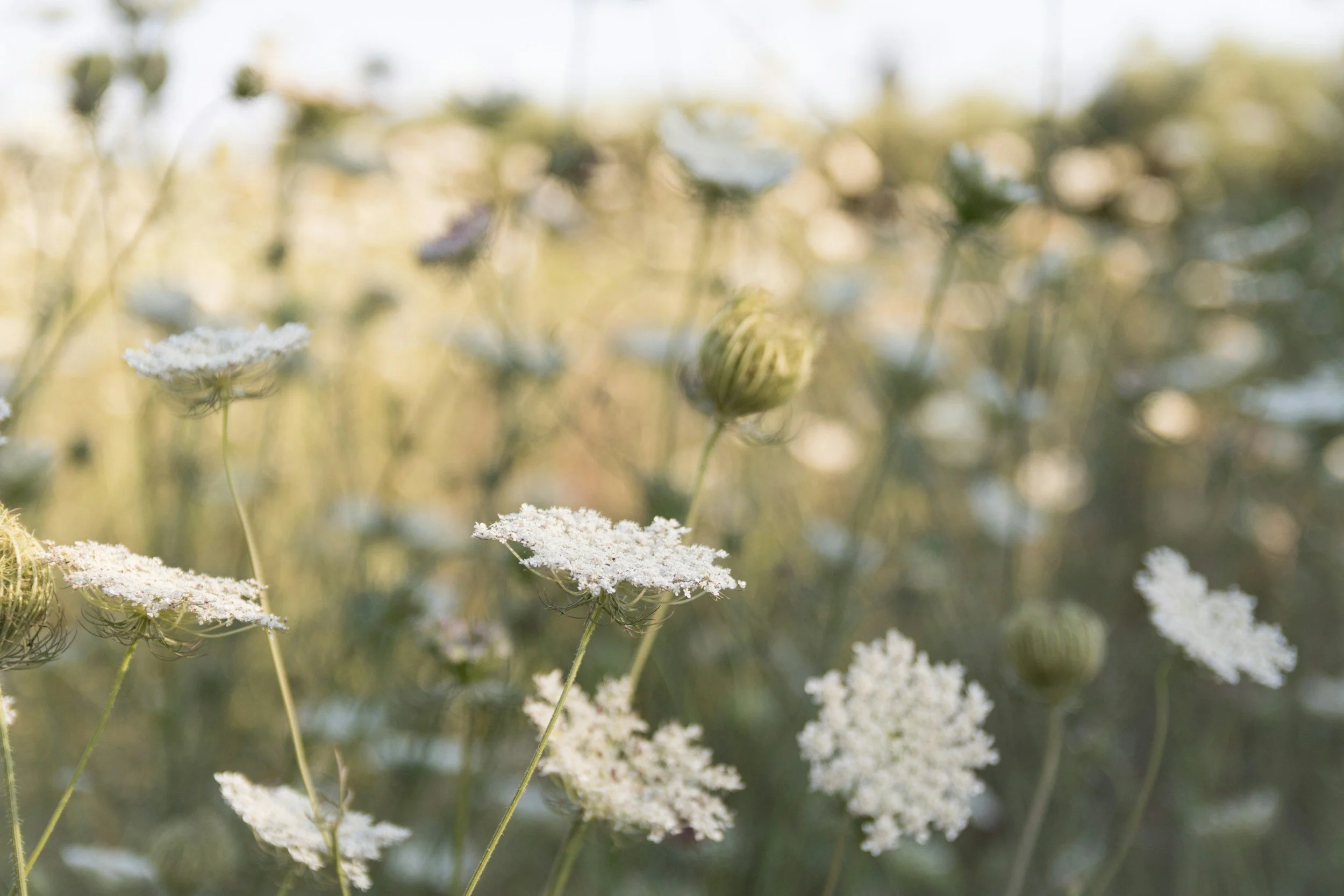 Close-up of white Queen Anne's lace flowers in a field with blurred background.