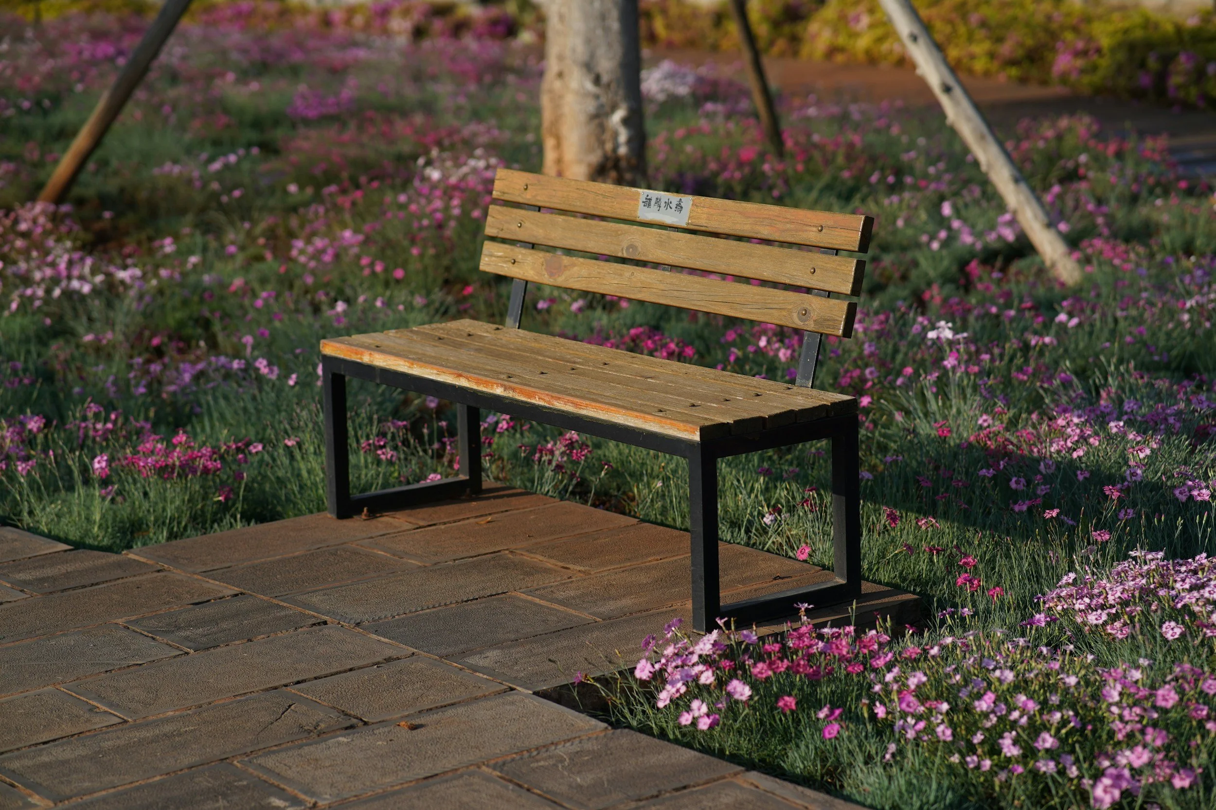 A wooden bench with metal legs on a paved walkway next to a flower bed filled with pink and purple flowers, with trees in the background.