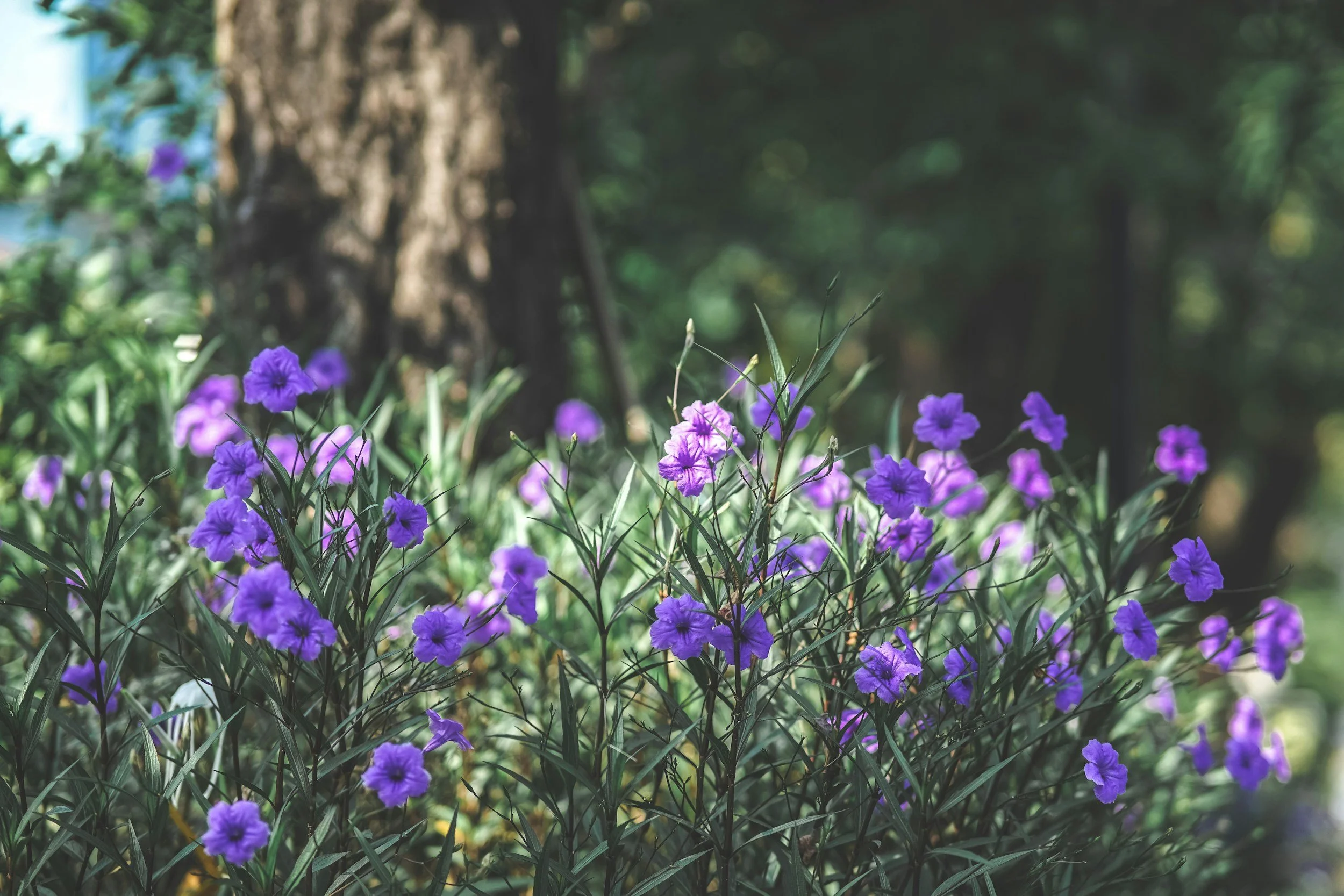 Purple flowers blooming in a garden with a tree trunk and blurred greenery in the background.