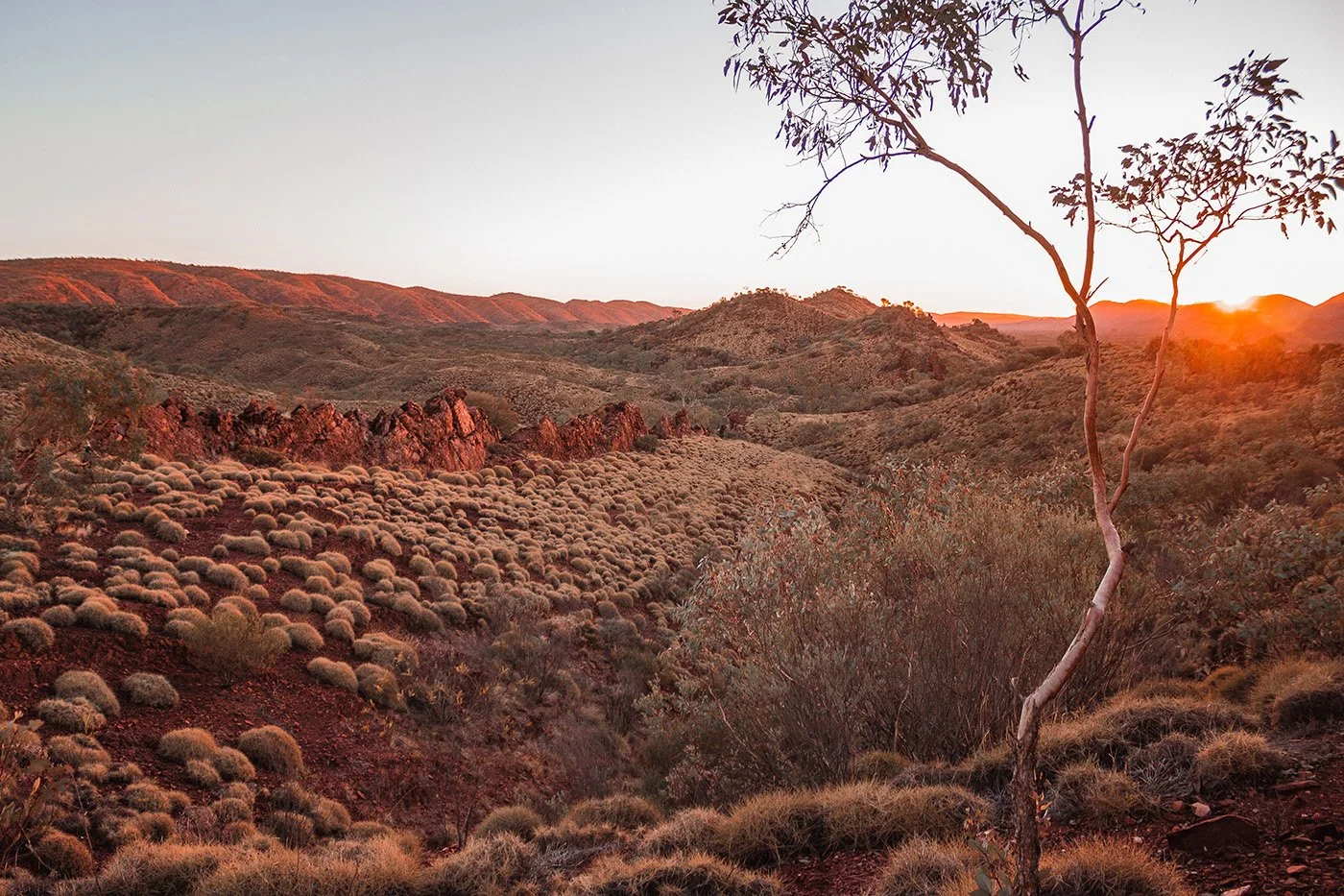 Australian desert landscape at sunset with rolling hills, a solitary gum tree, and numerous small round spinifex bushes.