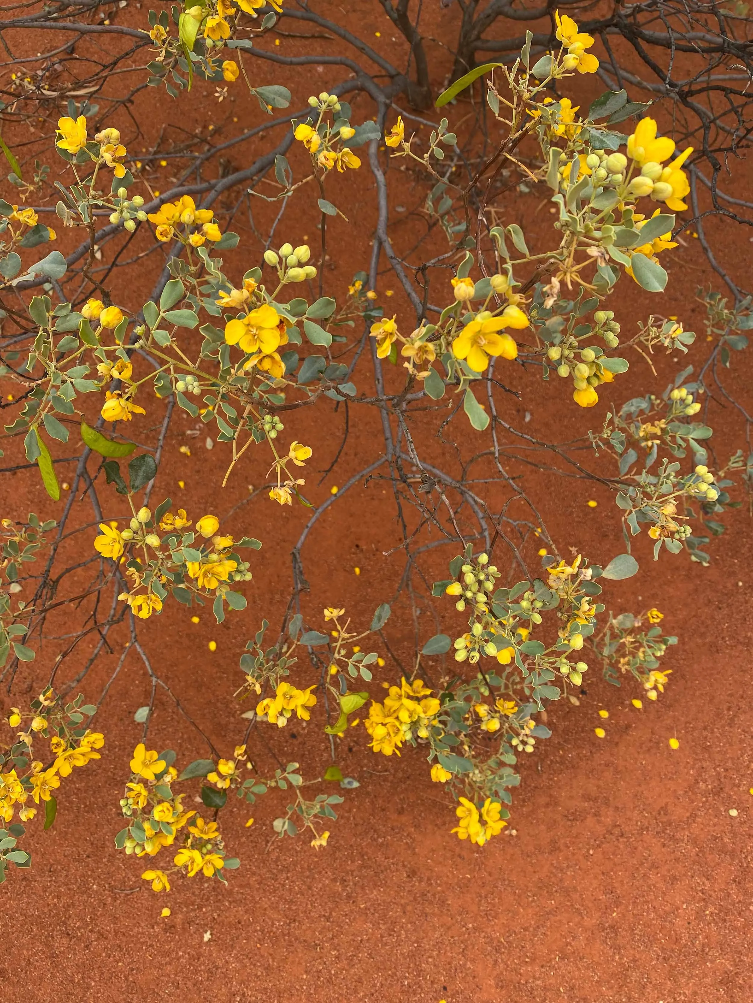 Australian yellow flowering plant with green leaves on dry reddish soil.
