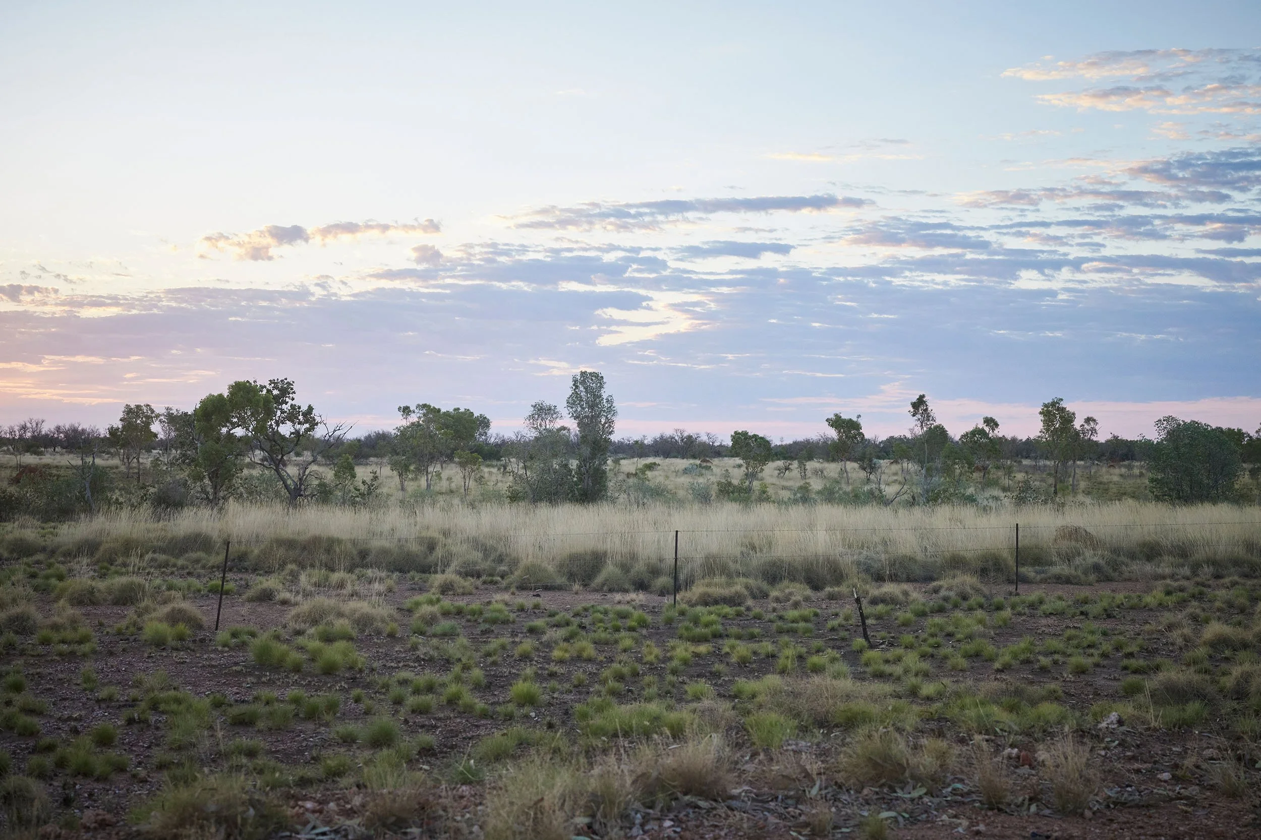 A landscape view on Country at Fitzroy Crossing shows a pale blue and violet hazy sky with varying tones of green trees, shrubs and grasses.