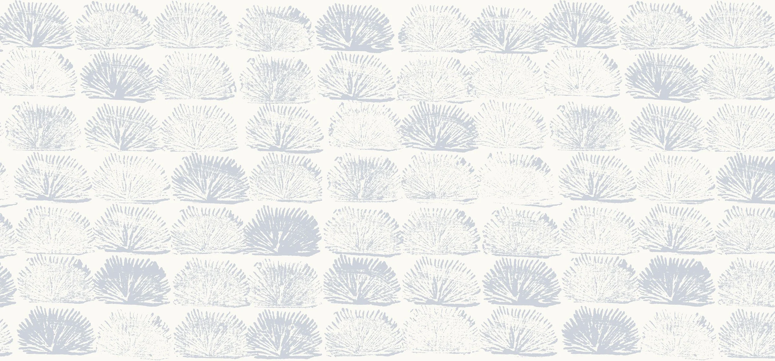 Spinifex 'Cloud'