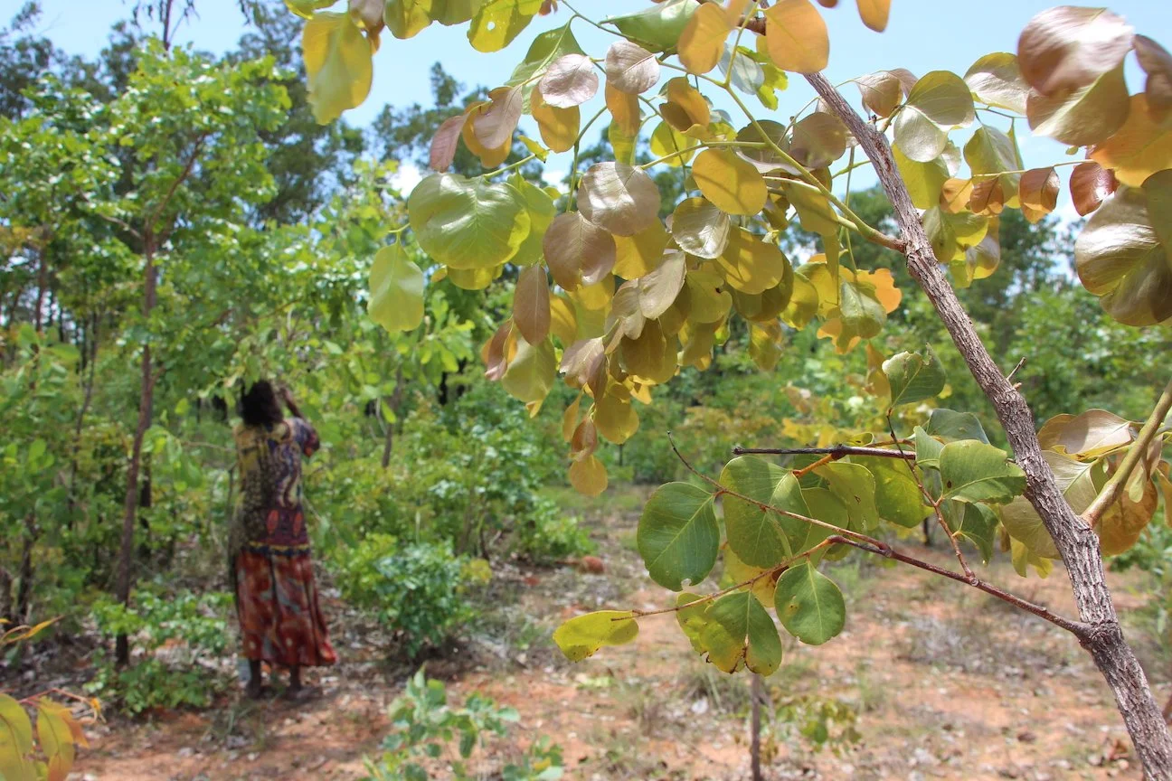 Deborah Wurrkidj picking green plums near Mumeka homeland, approximately 50 kilometres south of Maningrida in Arnhem Land, Northern Territory.