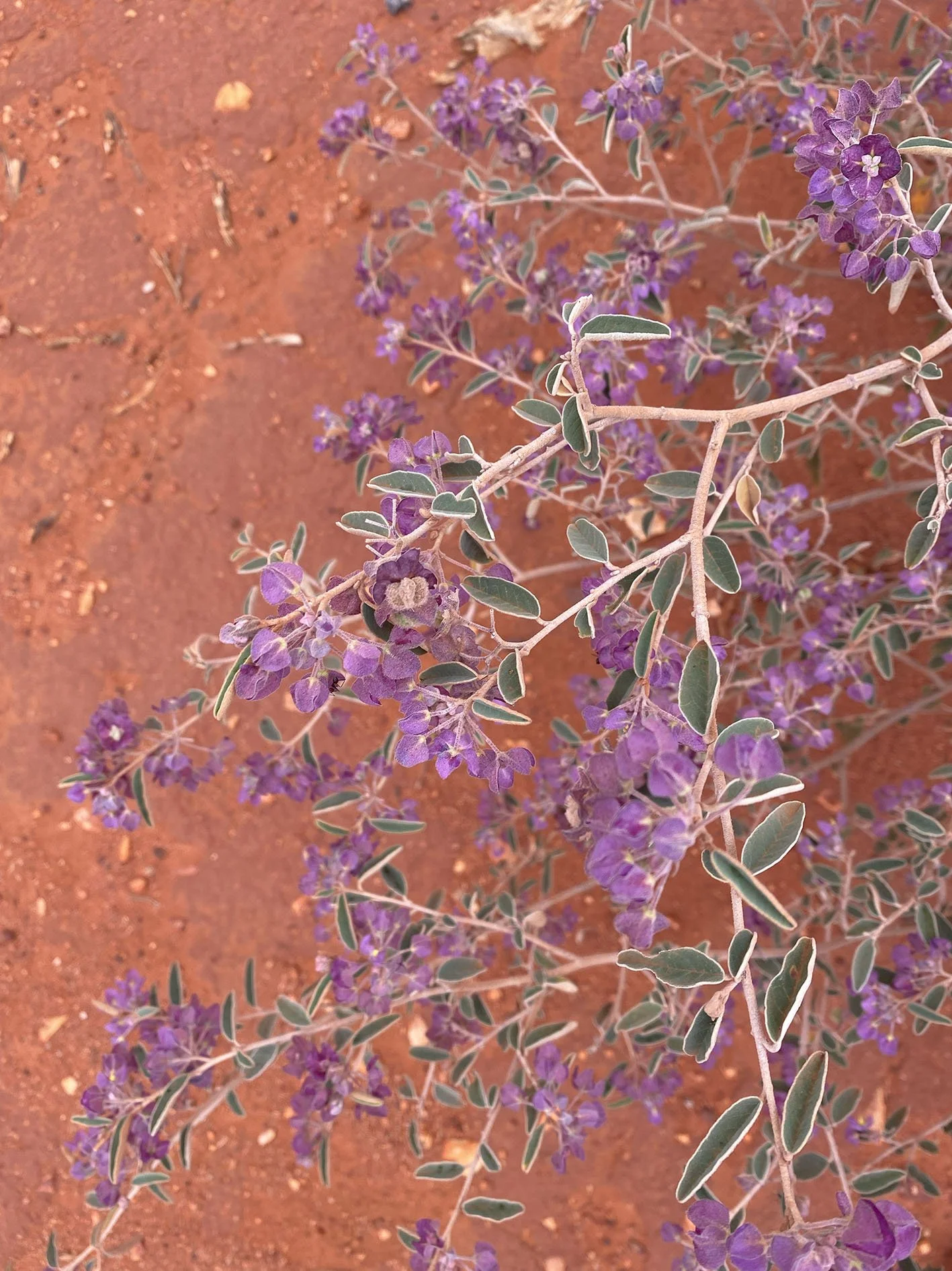 Australian purple flowering plant with green and white leaves on dry reddish soil.