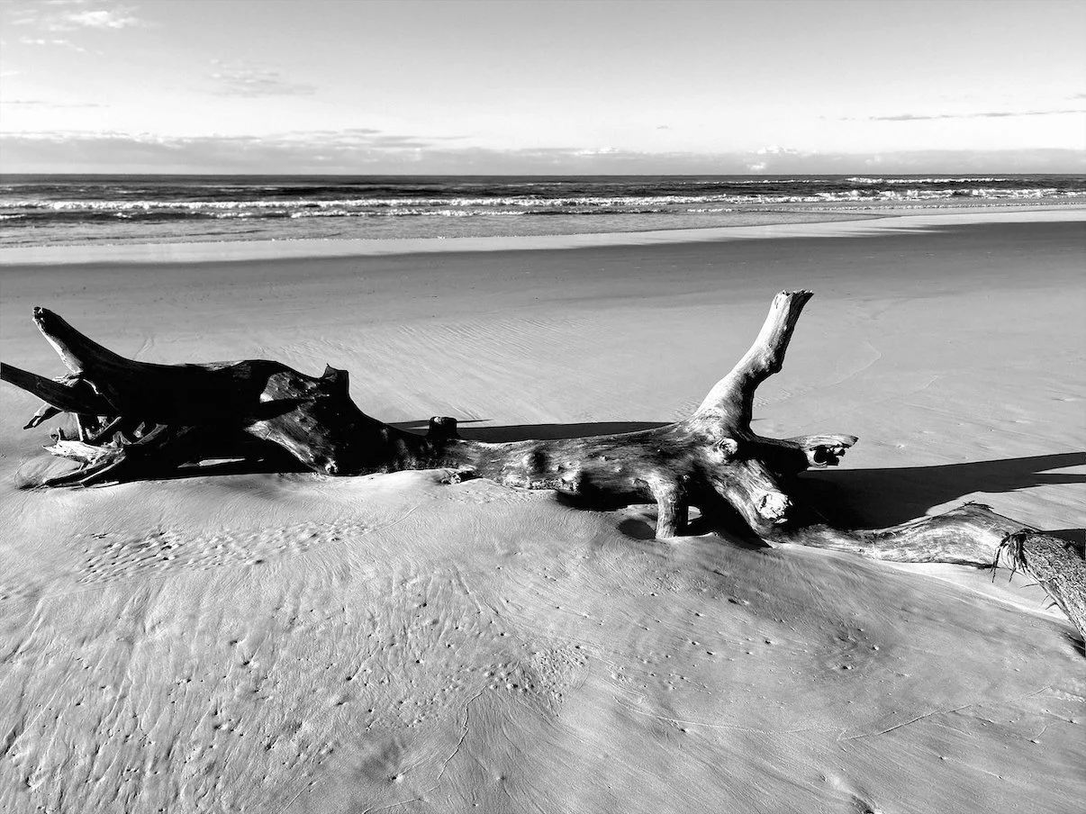 A black and white image of a beach with driftwood on Gadigal Country, NSW.