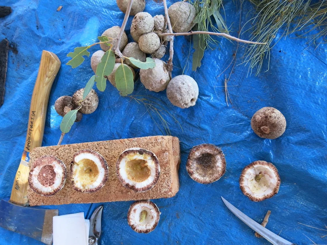 A close-up glimpse at the process of harvesting bush coconuts using various tools.