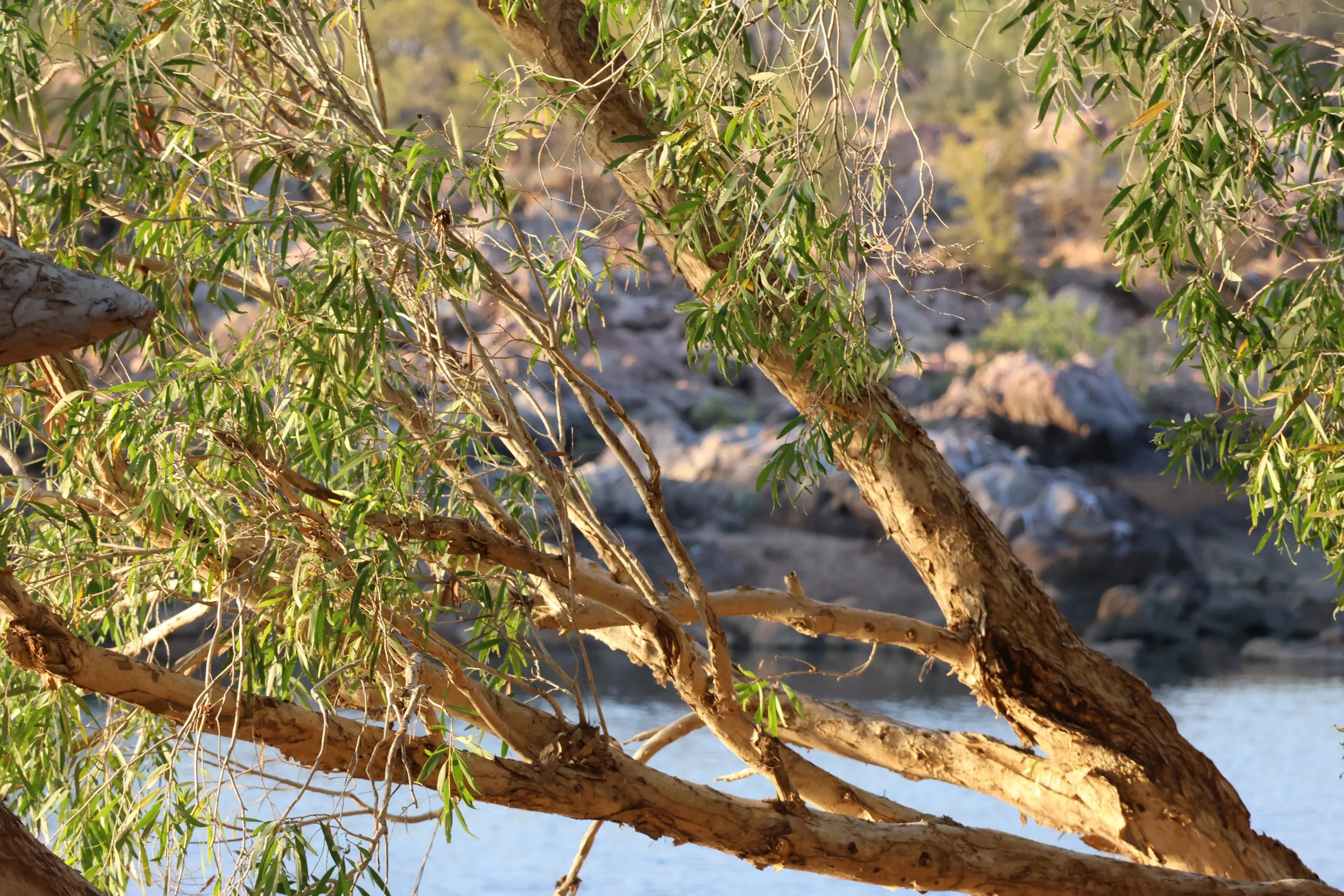 A close-up view of a eucalypt tree on the banks of Galeru Gorge in the Kimberley, Western Australia.