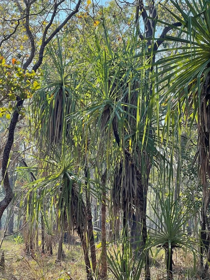 Pandanus palms on Bathurst Island, one of the Tiwi Islands in the Northern Territory off the northern coast of Australia.